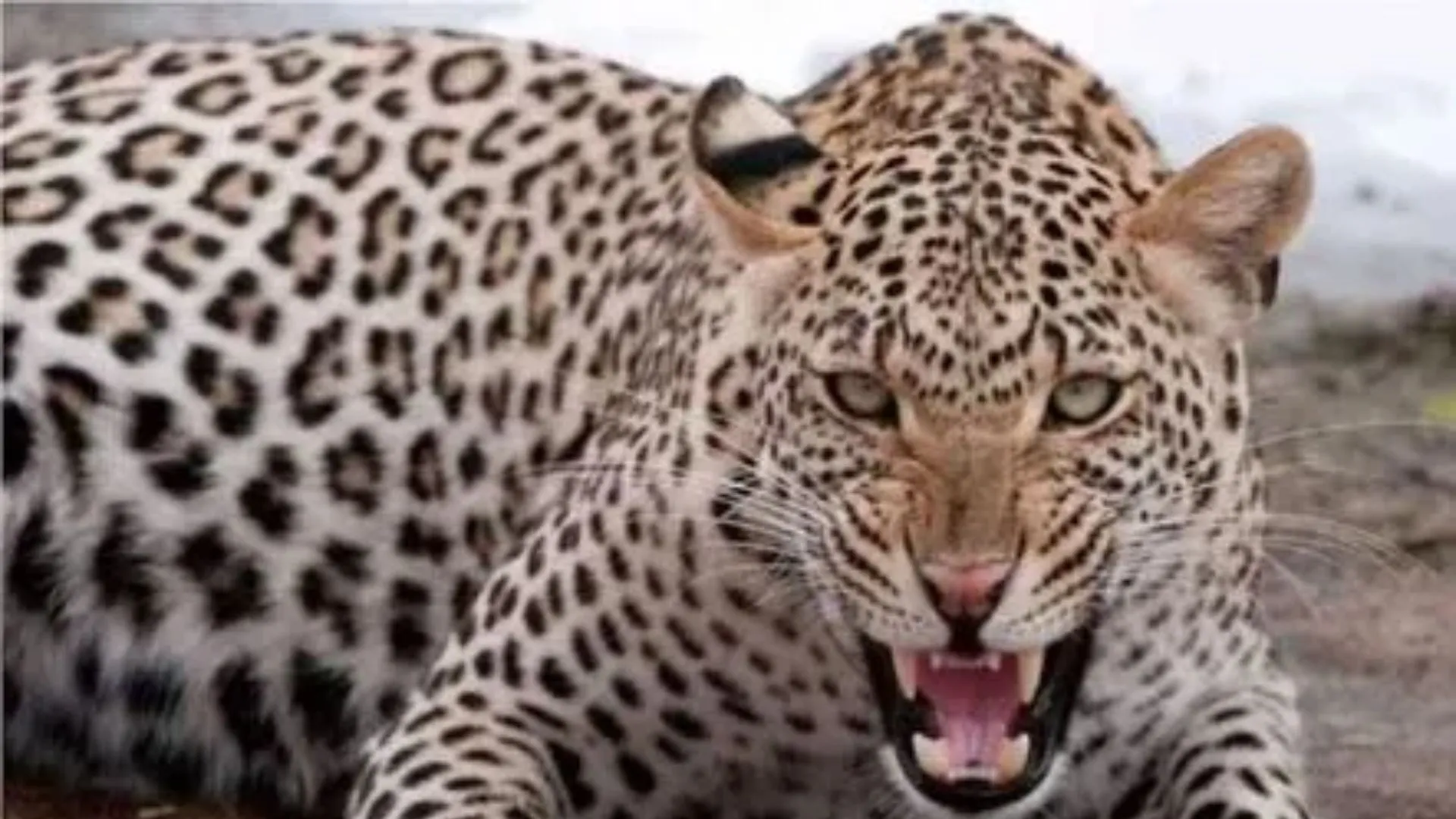 Leopard Attack:  तेंदुए ने किशोर पर किया हमला, शोर मचाने पर भाग खड़ा हुआ, पीड़ित को इलाज जारी 