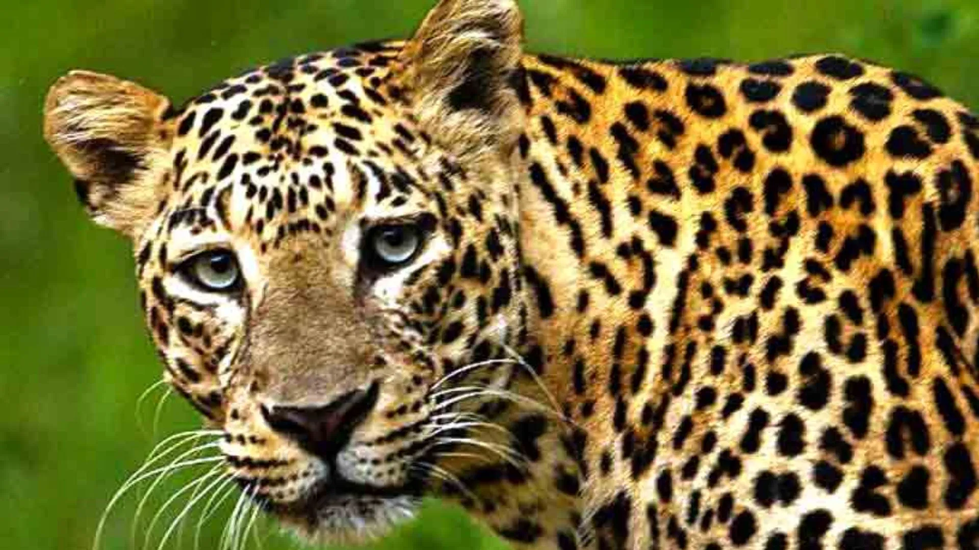 जंगल में छिपा हो सकता तेंदुआ...वन विभाग की आशंका, सप्ताह निगरानी के लिए लगाएगा पिंजरा