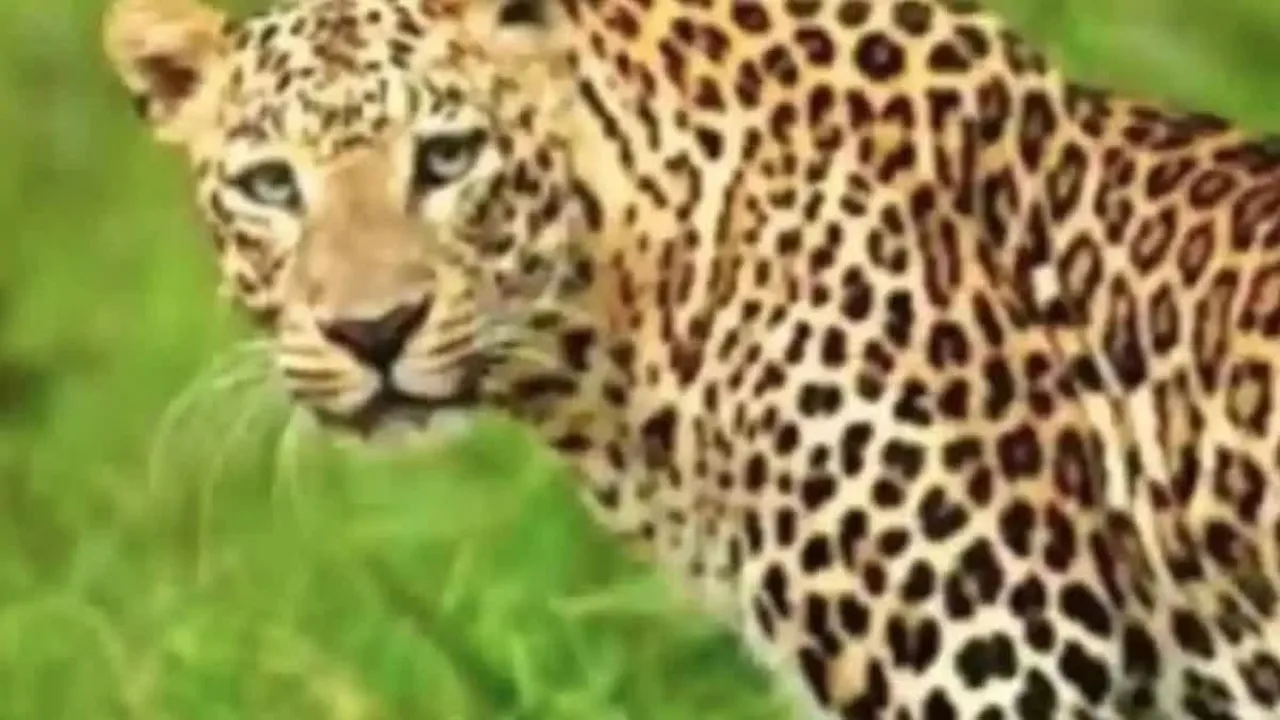 बहराइच में वन्य जीवों का आतंक, दहशत में लोग, तलाशी अभियान शुरू 