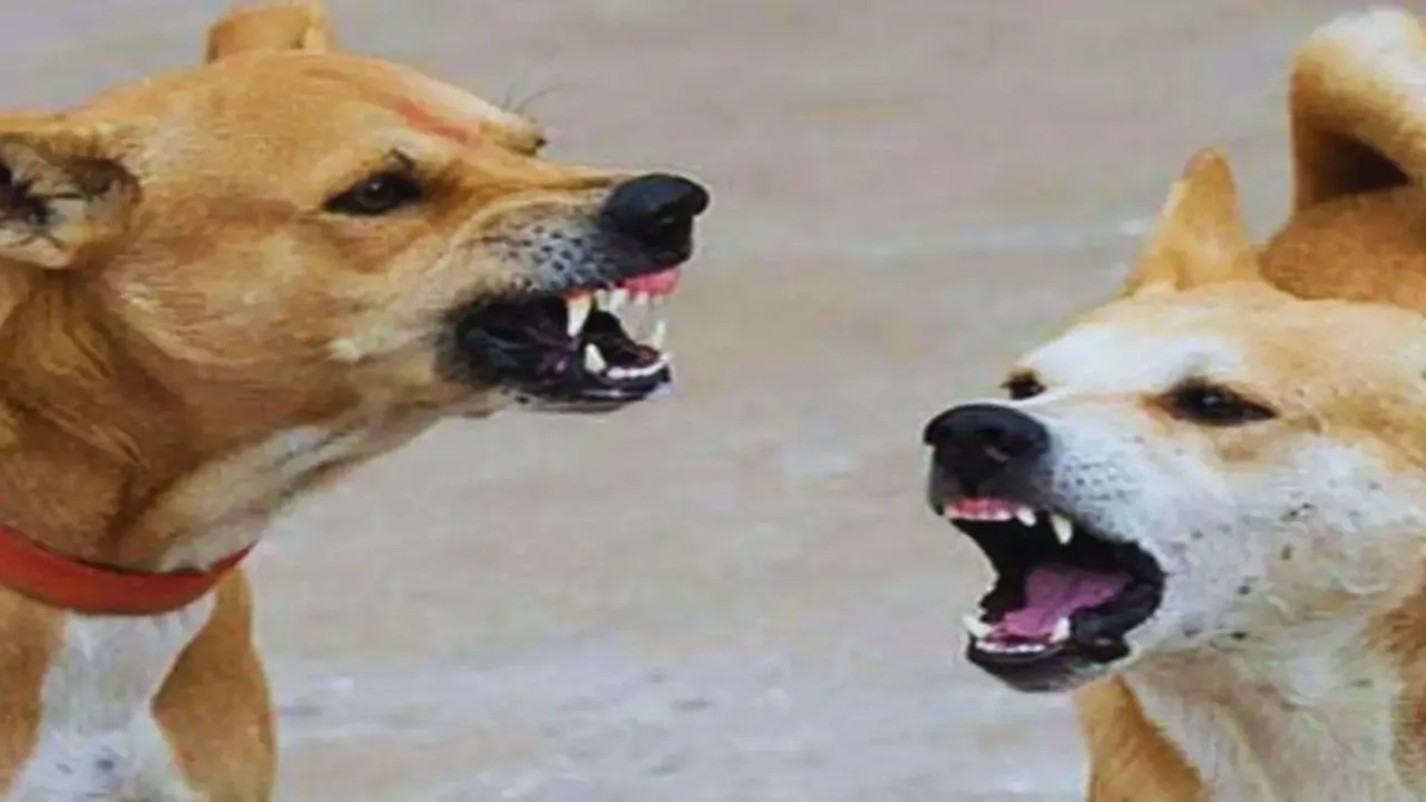 बाराबंकी : आवारा कुत्तों ने सो रहे बुजुर्ग को नोंचा, मौत