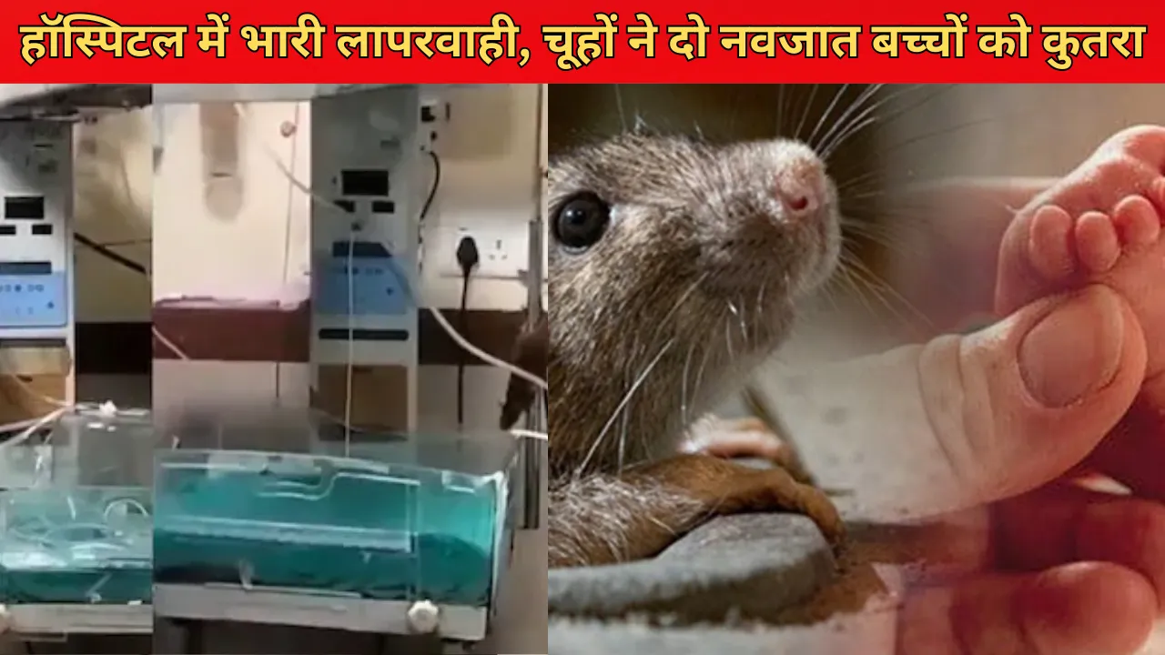 इंदौर के सरकारी अस्पताल की बड़ी लापरवाही... 48 घंटों में चूहों ने दो नवजात बच्चों के शरीर को कुतरा, जांच का आदेश 