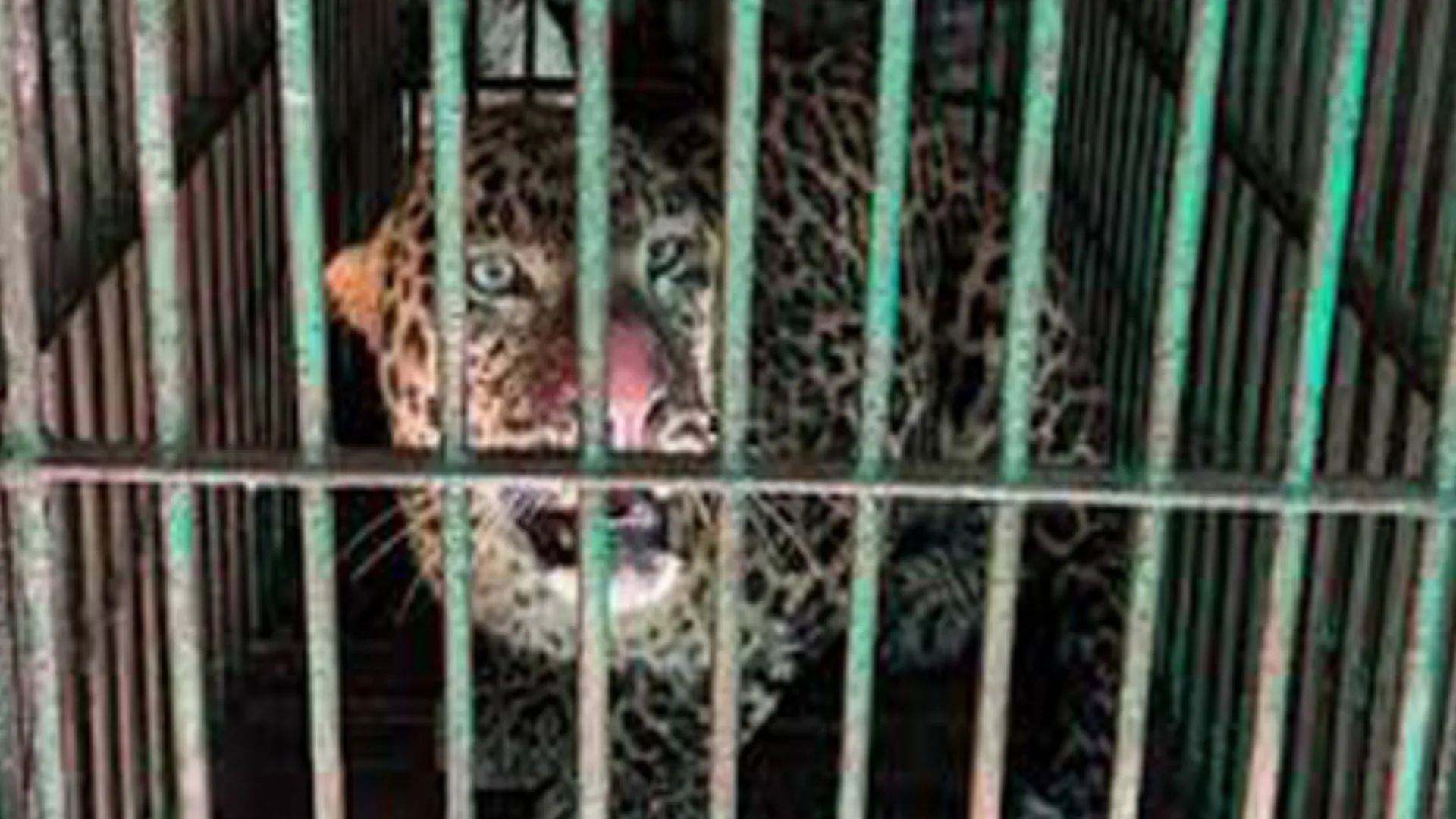  सीतापुर में पकड़ा गया तेंदुआ...  एक महीने से गाँव में खौफ, वन विभाग ने CCTV और पगमार्क के जरिये जाल में फसाया 