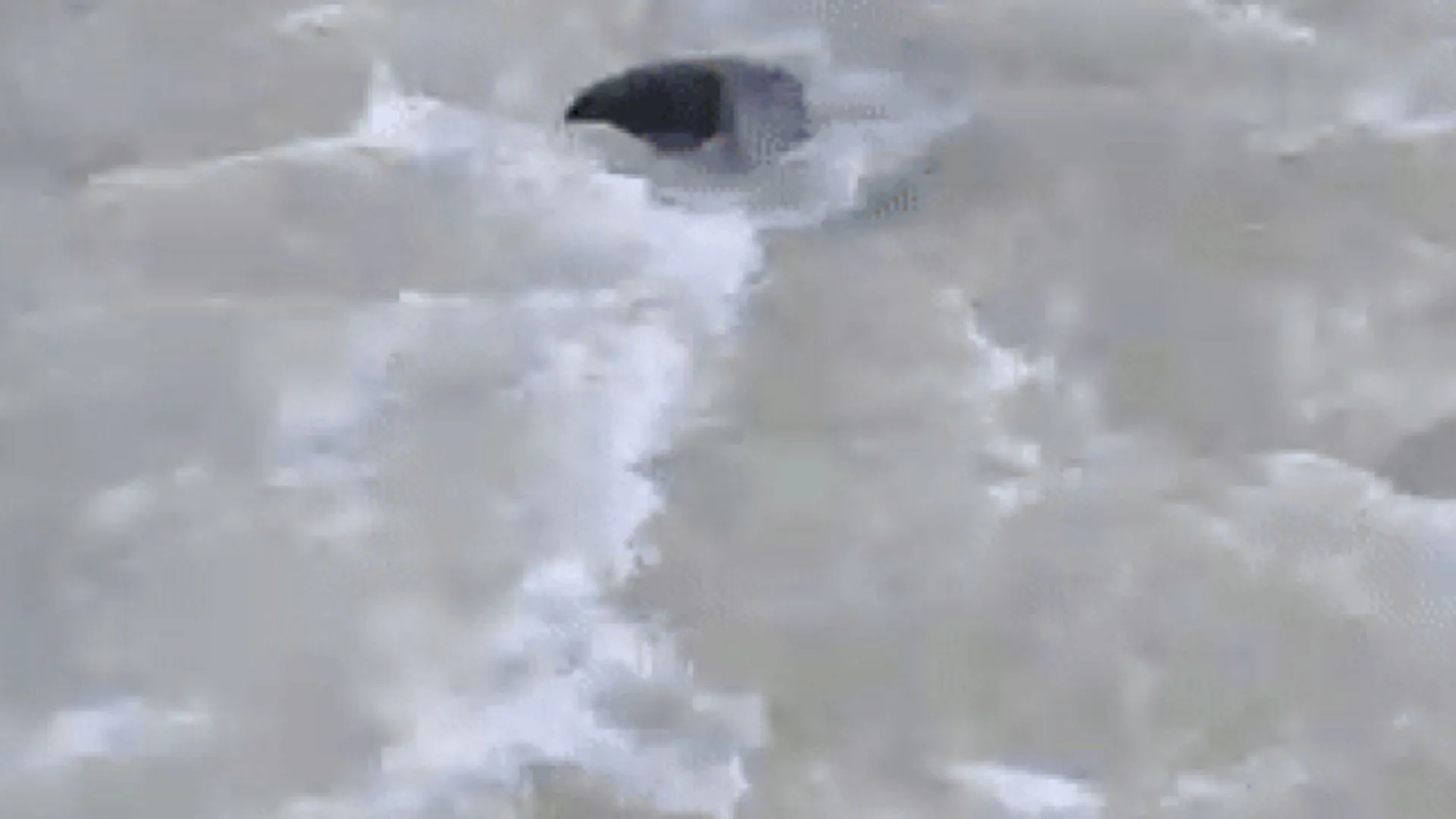 सरयू नहर में नजर आयी 6 फीट की डाल्फिन, वन विभाग ने रेस्क्यू कर घाघरा नदी में छोड़ा