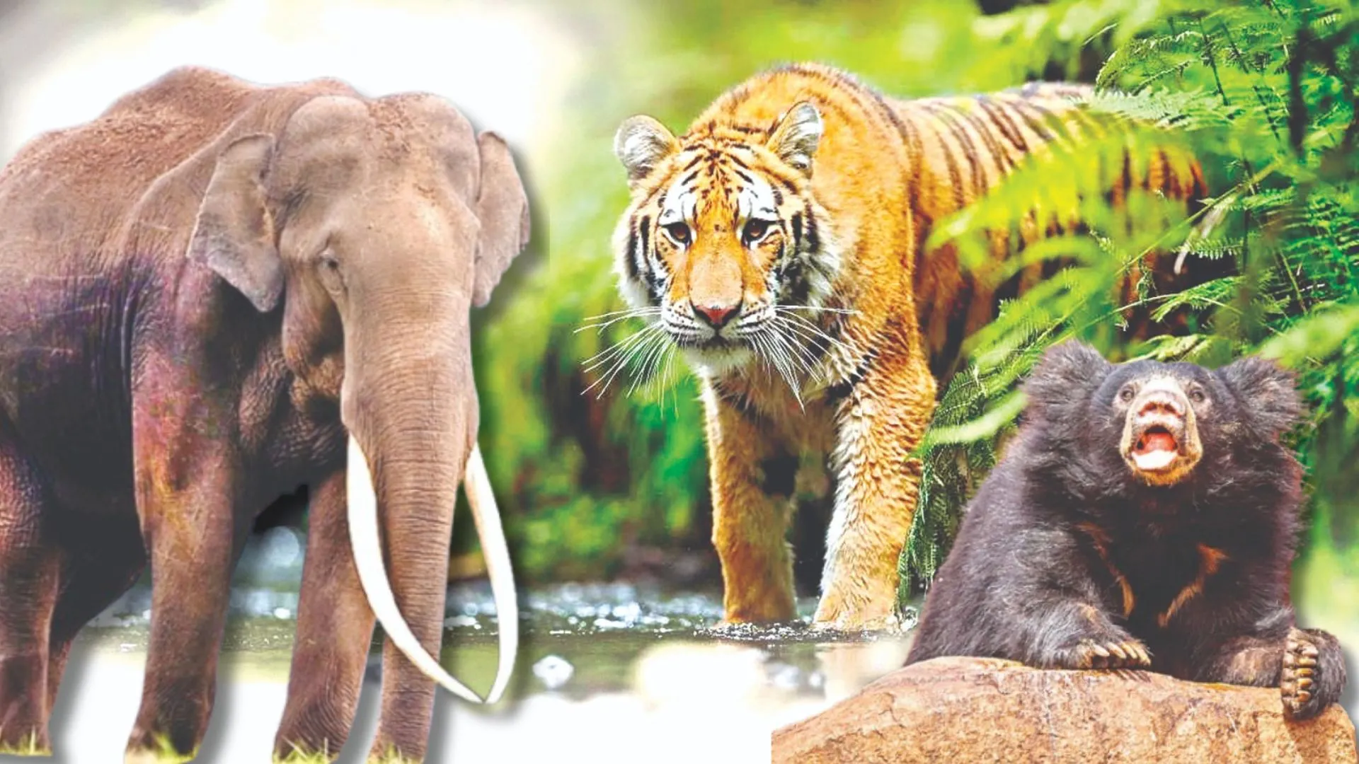 सफारी, सन्नाटा और सरप्राइज...जंगल की गोद में बाघ और हाथियों की धरती पर अद्भुत सफर