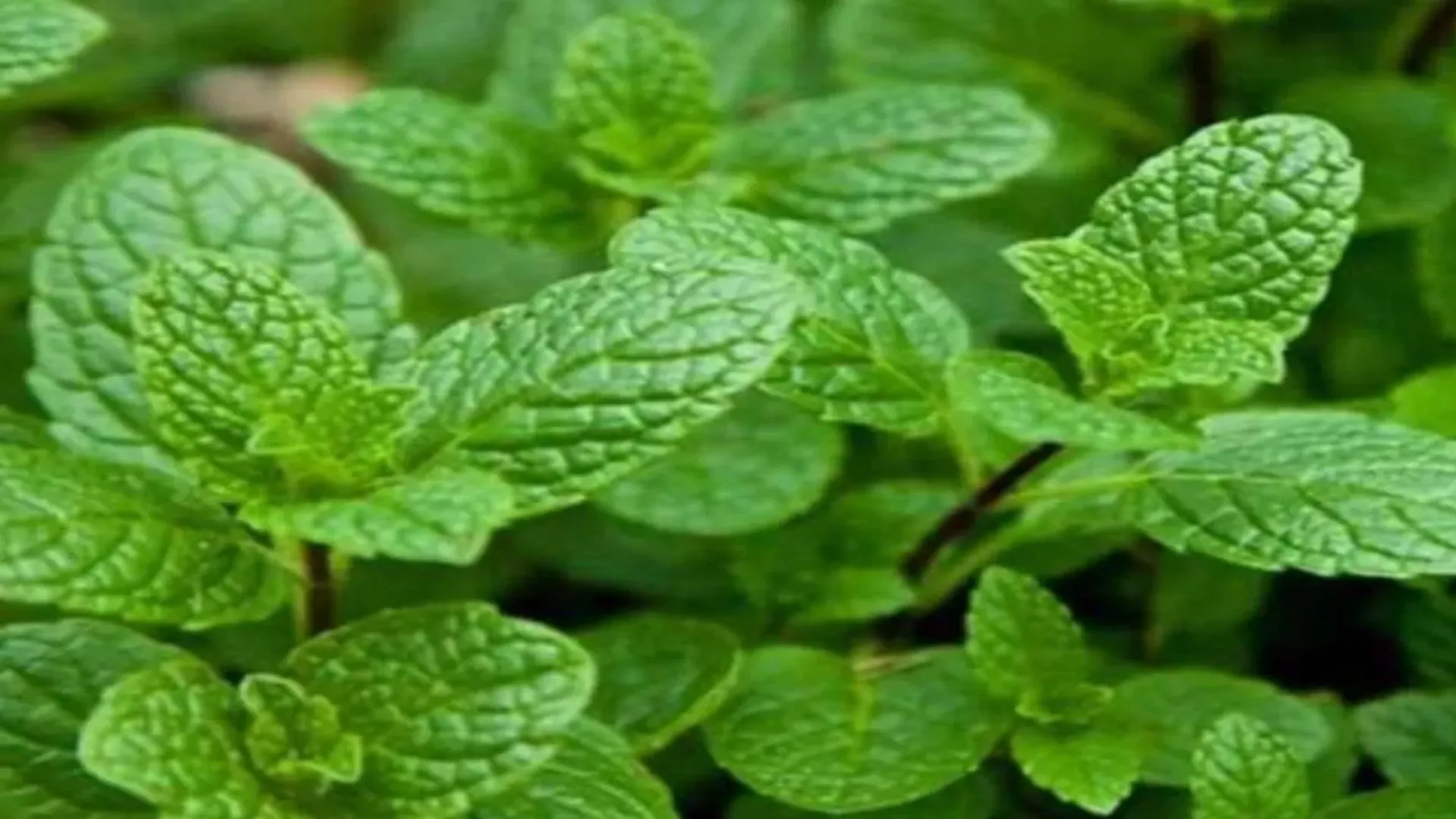 विश्व का मेंथॉल मिंट हब बना यूपी, CSIR-CIMAP लखनऊ द्वारा विकसित की 12 किस्में होंगी निर्यात