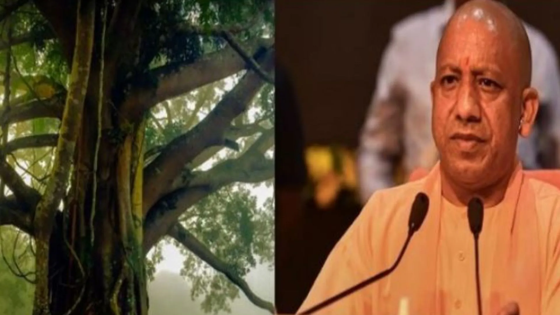 शहर में विरासत वृक्षों पर योगी सरकार का बड़ा फैसला, विशेष दर्जा देगा वन विभाग, 100 से 200 वर्ष पुराने 20 पेड़ों की पहचान