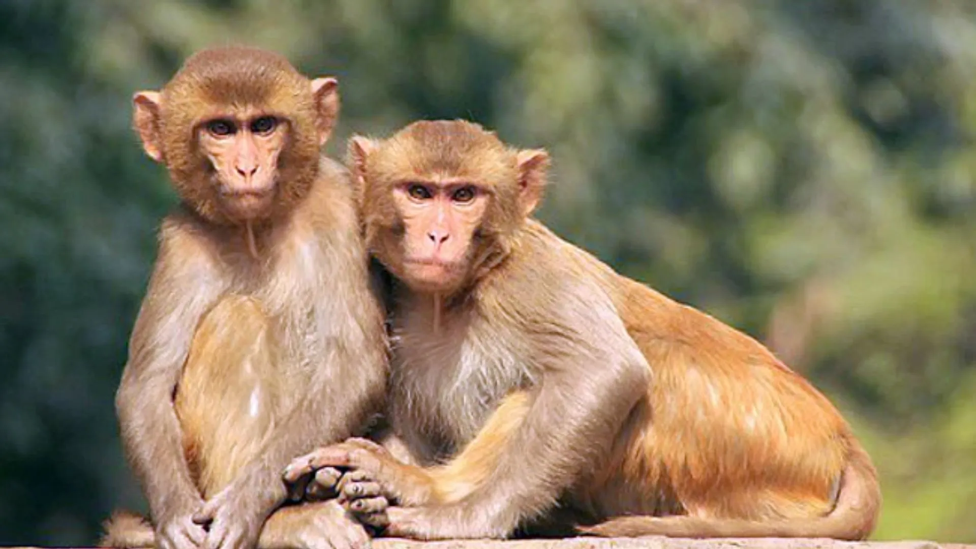 बाराबंकी में रहस्यमयी तरीके से हुई 14 बंदरों की मौत: झाड़ियों में पड़ा मिला शव, मुंह में अनाज के अवशेष 