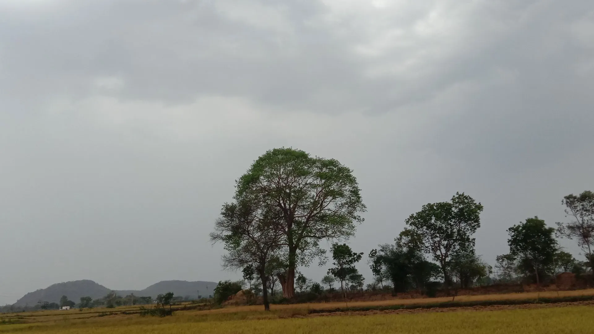 जमकर बरसी काली घटाएं, किसानों के चेहरे खिले...झमाझम बारिश से धान की फसल को मिली संजीवनी