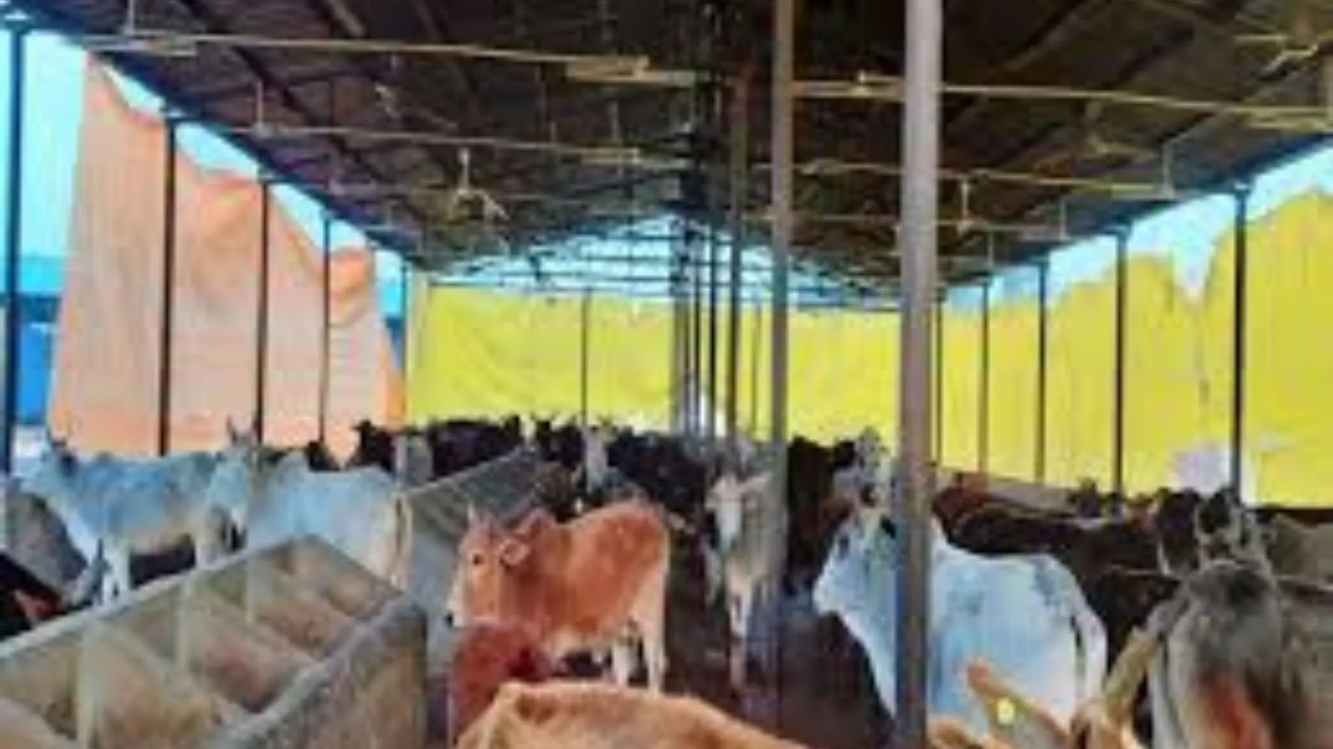 गोशालाओं की निगरानी करेगें CCTV कैमरे.. लंपी रोग लेकर अलर्ट जारी, जिलों में अतिरिक्त टीमें भेजने के निर्देश