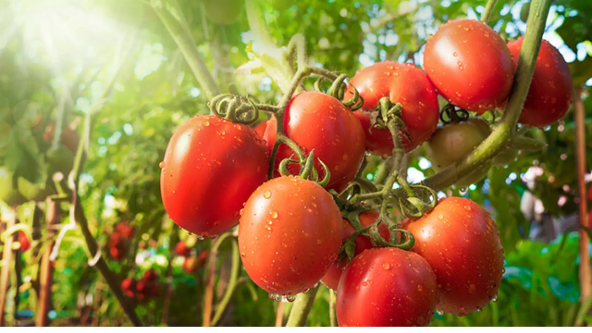 स्टेकिंग विधि से बढ़ेगा टमाटर का रकबा...उद्यान विभाग ने 30 हेक्टेयर में रखा पैदावार का लक्ष्य, किसानों को मिलेगा अनुदान