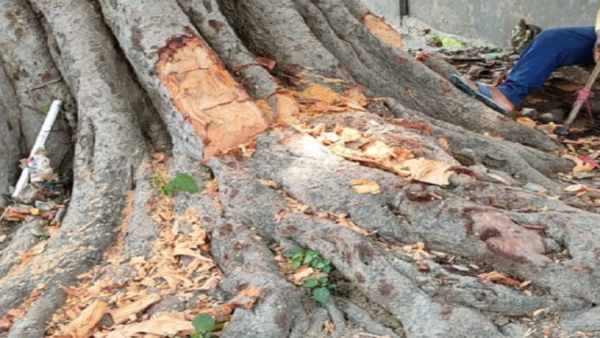 CHC प्रभारी पर हरे पेड़ कटवाने की रिपोर्ट दर्ज, लोगों की शिकायत पर DFO ने लिया संज्ञान