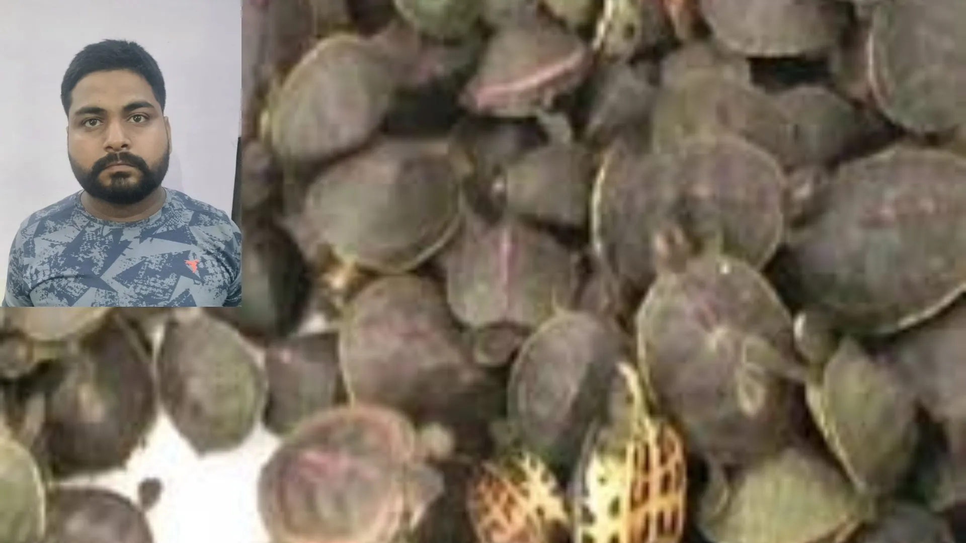 कछुआ तस्कर को STF ने दबोचा, 20 कछुए, मोबाइल समेत स्कूटी बरामद