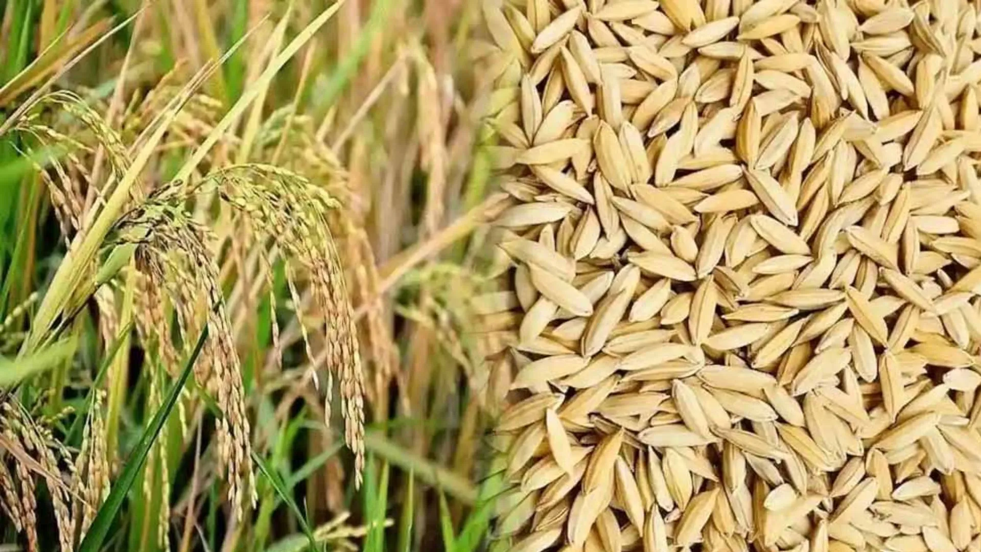   पूर्वी उत्तर प्रदेश में शुरु होगी धान खरीद: 1 नवंबर से MSP पर मिलेगा बढ़ा हुआ रेट, जाने पूरी डिटेल 