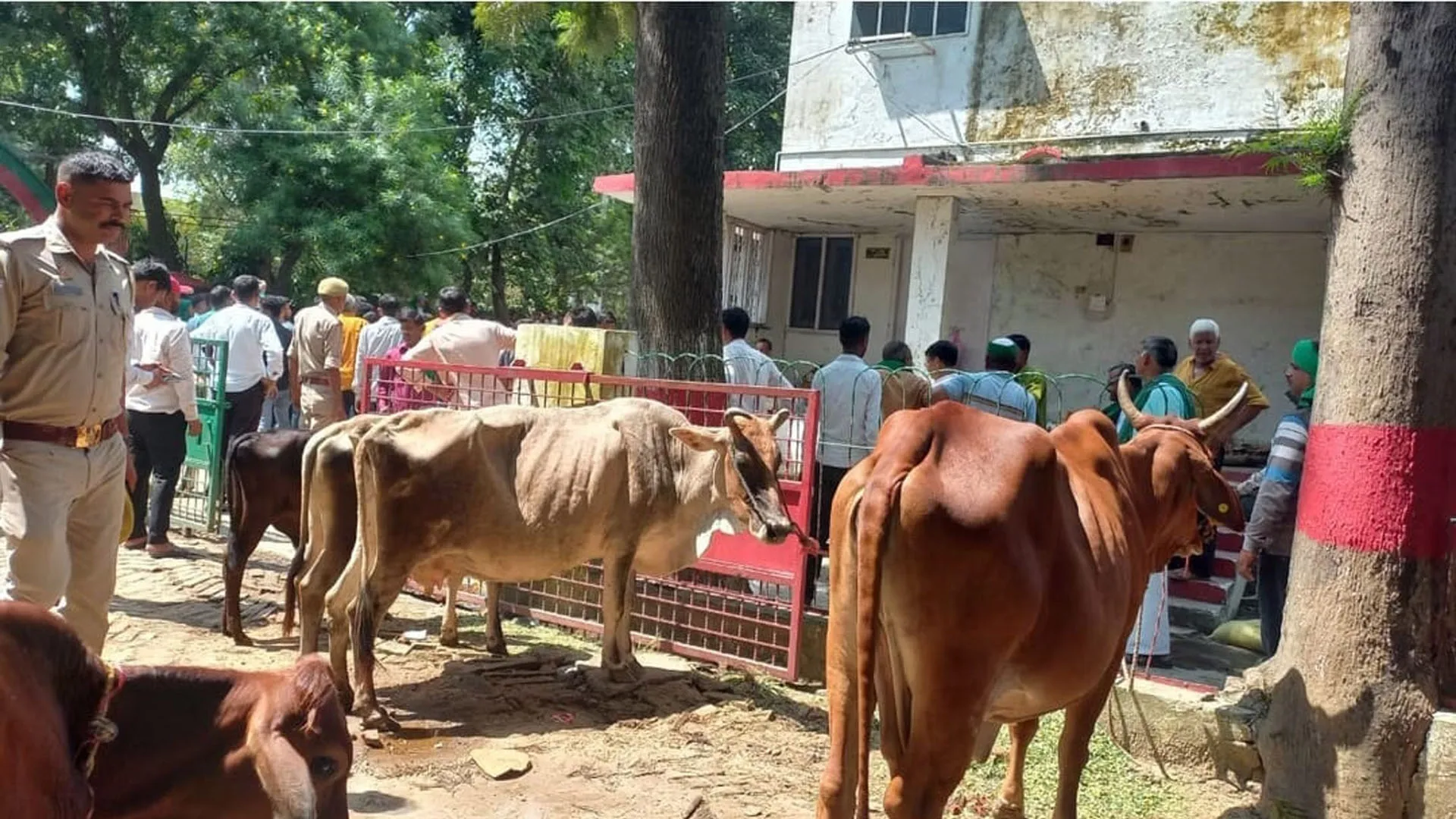 UP : गुलदार के हमलों से परेशान किसानों ने प्रभागीय वनाधिकारी कार्यालय में बांधे पशु