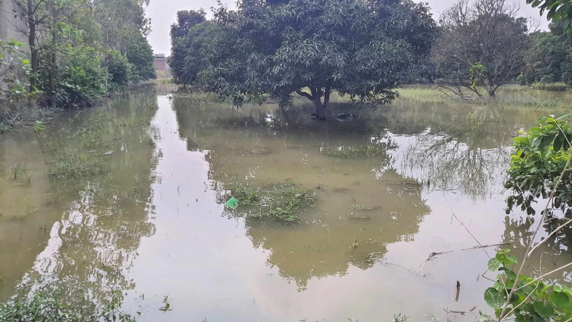 UP: हुसैनगंज में खतरे के निशान से 0.81 मीटर नीचे बह रही रामगंगा