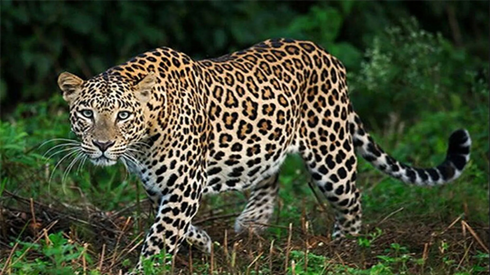 Moradabad : कांठ में तेंदुए का जोड़ा दिखने से फैली दहशत, शोर मचाने पर जंगल में भागे