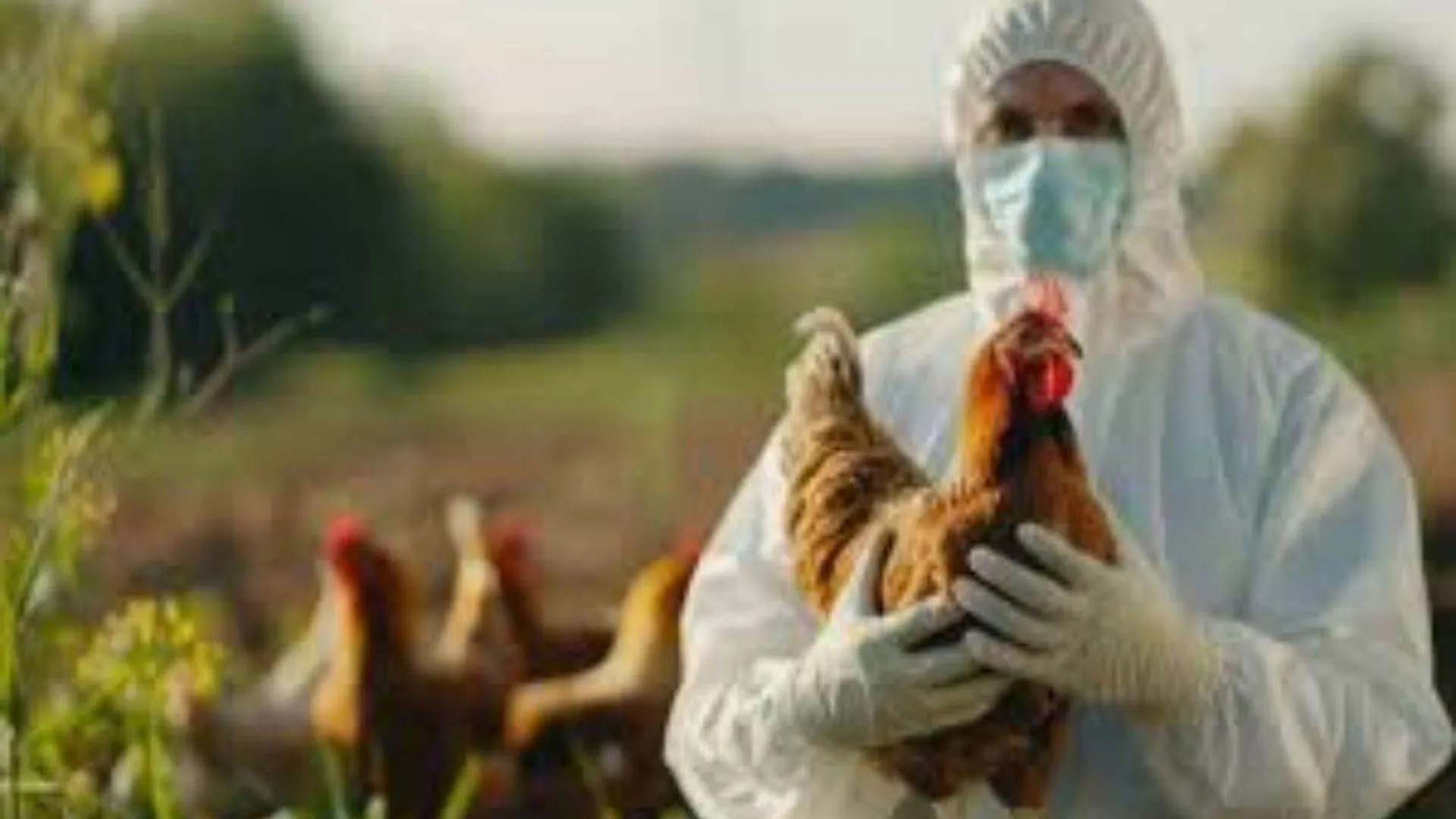 UP : बर्ड फ्लू में 60 पोल्ट्री फार्म की रिपोर्ट निगेटिव, अंडा व मुर्गी कारोबार को राहत की उम्मीद