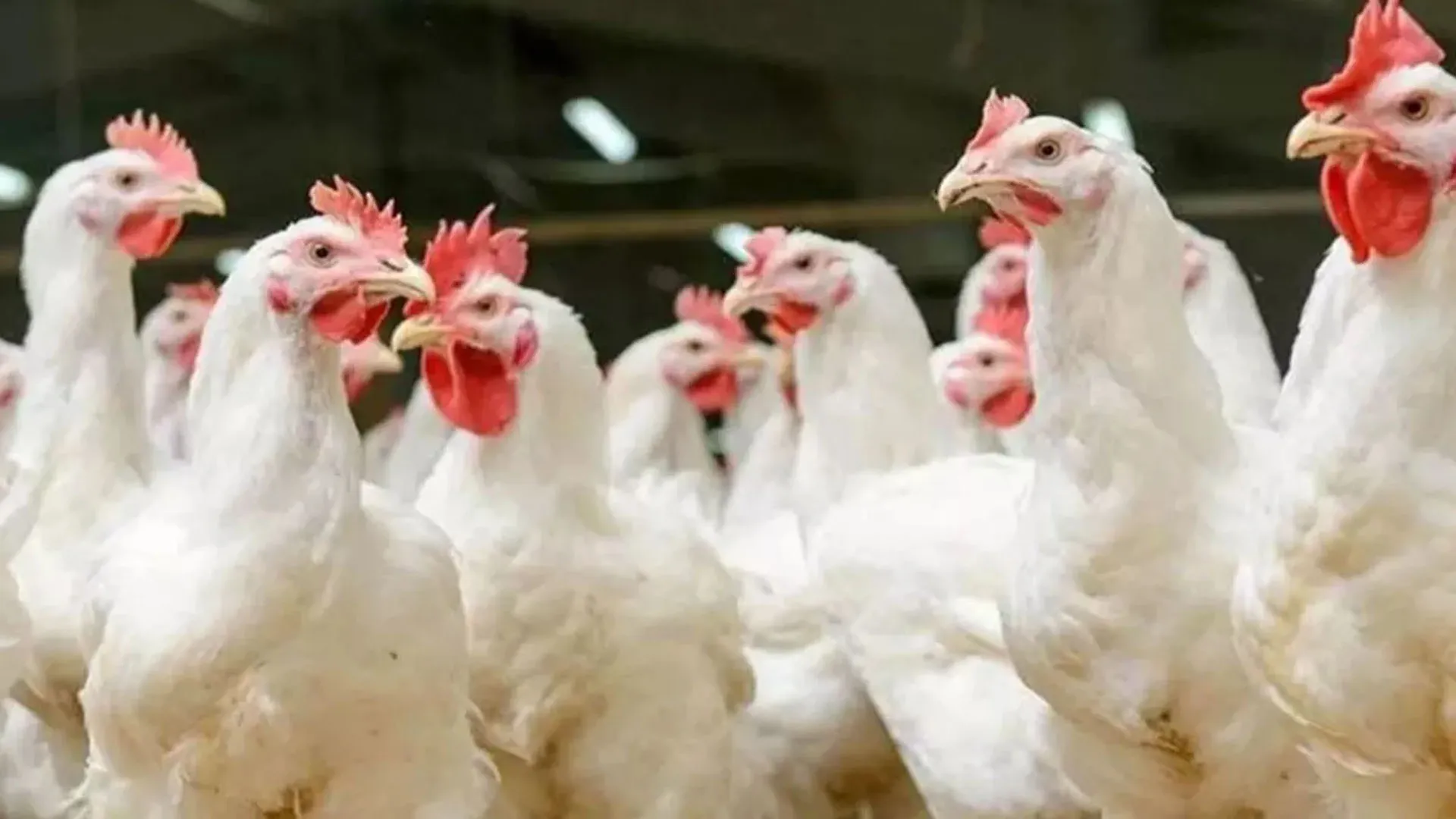 बर्ड फ्लू : सिहोरा और चंदेन के पोल्ट्री फार्म से 3 माह तक होगी जांच