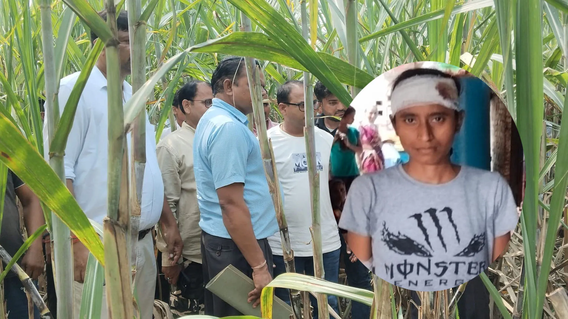 लखीमपुर खीरी: गन्ना के खेत में पिता के साथ चारा लेने गई युवती पर बाघ के हमले में घायल