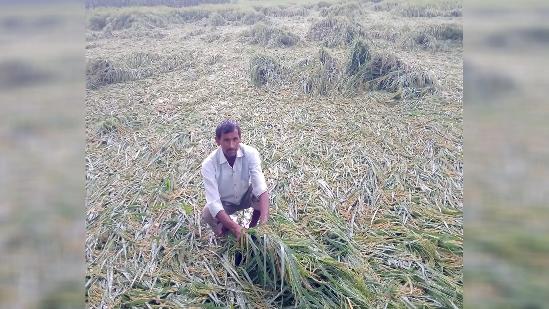 Moradabad : तेज बारिश और आंधी से खेतों में खड़ी फसल बर्बाद, अन्नदाता परेशान