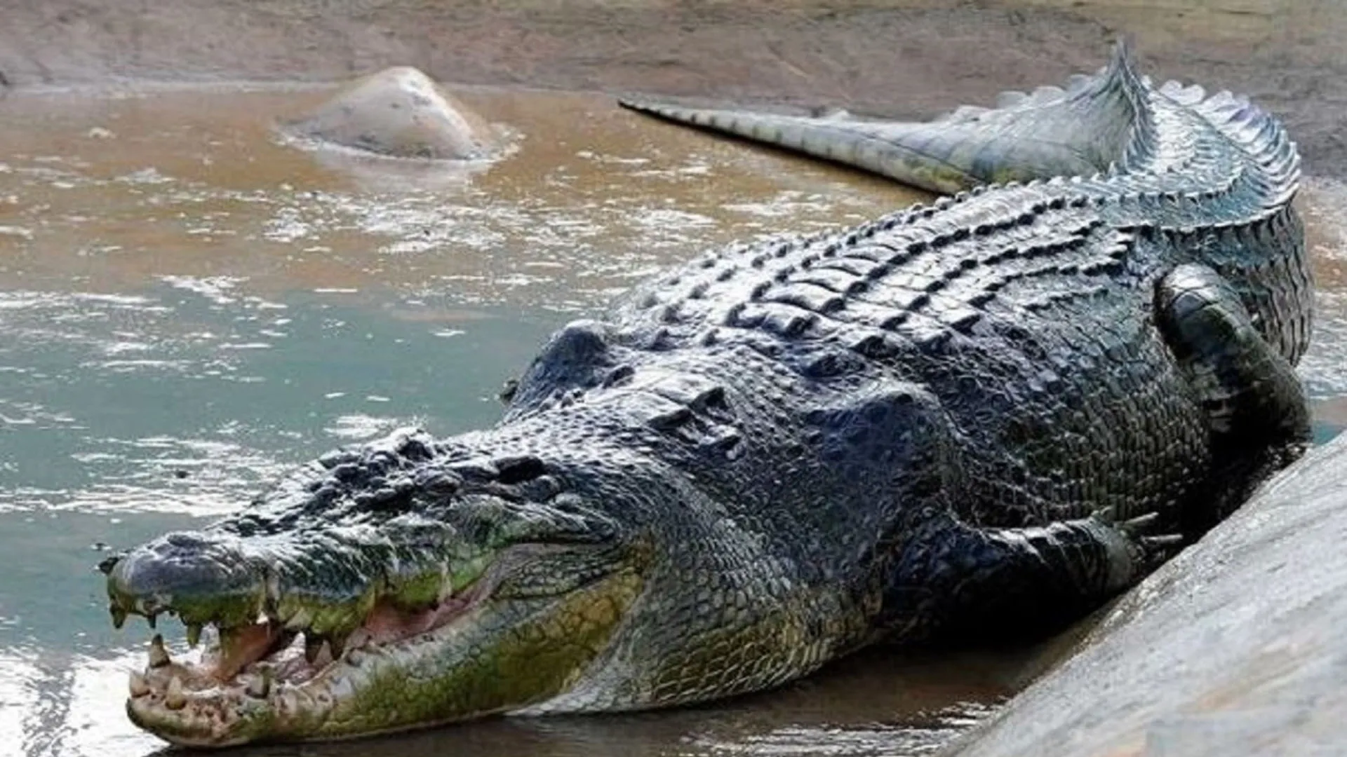 UP : बुजुर्ग को नदी में खींच ले गया मगरमच्छ, गांव में फैली दहशत, परिवार में मचा कोहराम