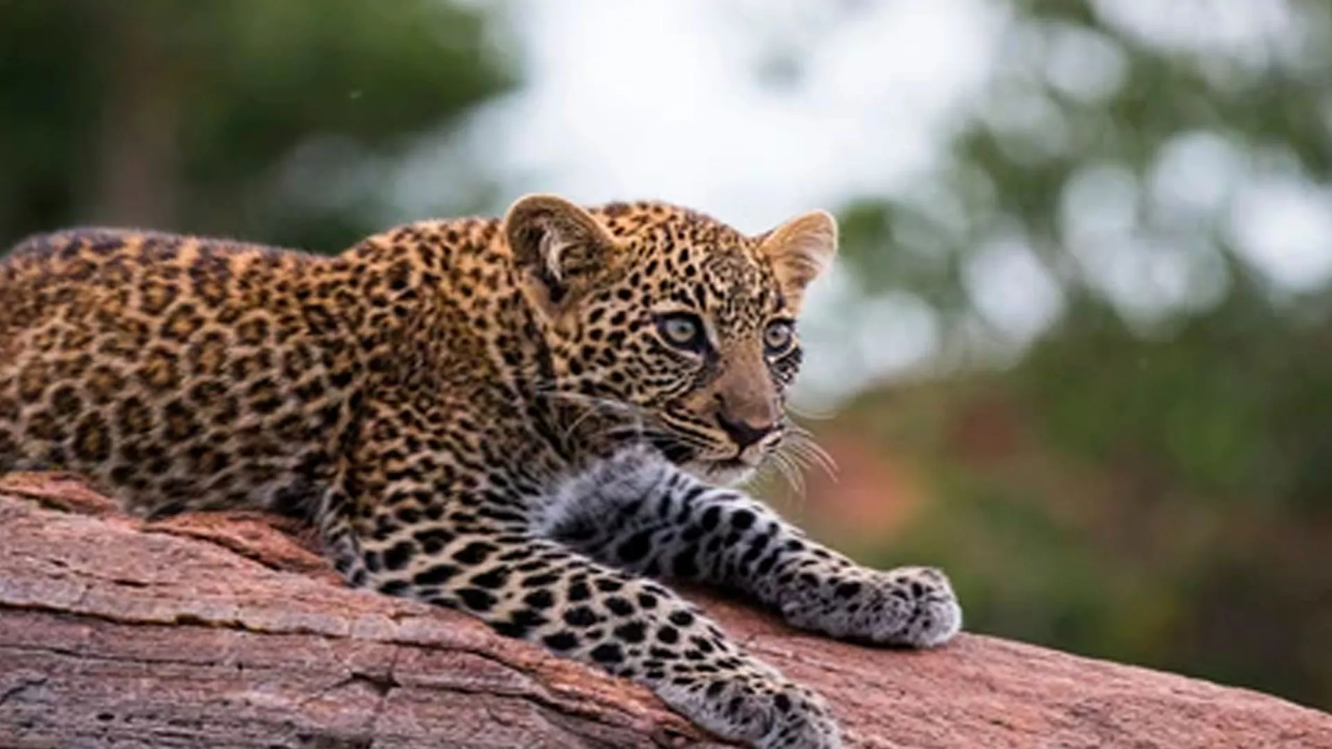 लखीमपुर खीरी : पकड़े गए तेंदुआ शावक की चौथे दिन इलाज के दौरान मौत