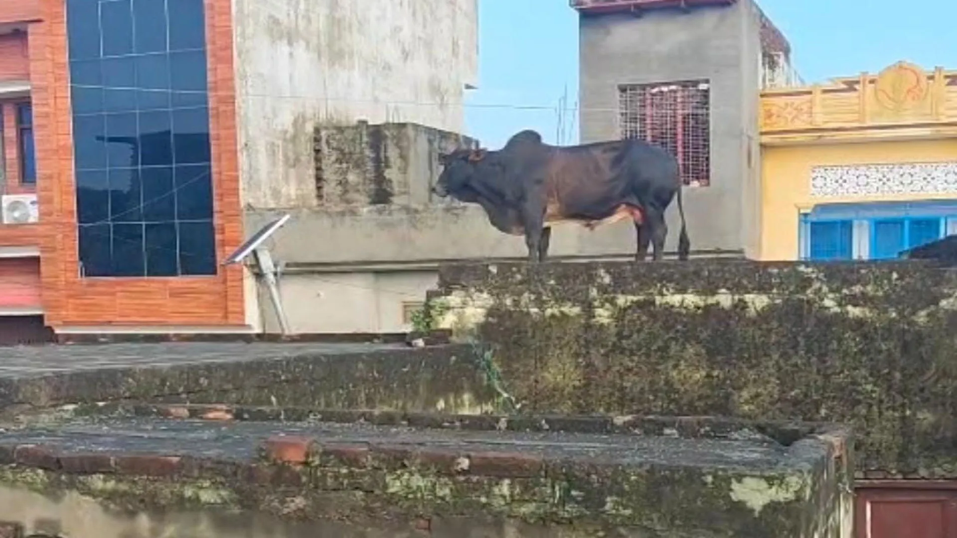 UP : सांड ने मचाया तांडव...सीढ़ियों से होकर 12 फीट ऊंची मकान की छत पर चढ़ा 