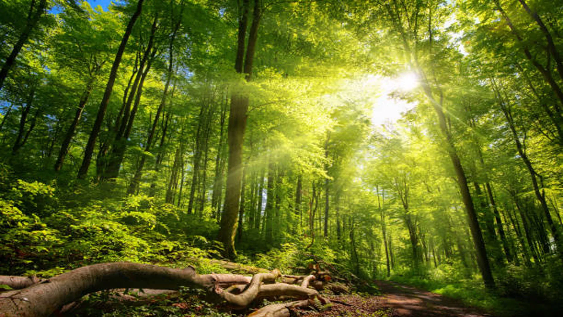  स्वच्छ वायु सर्वेक्षण 2025 : देश के टॉप 10 साफ हवा वाले शहरों में बरेली शामिल