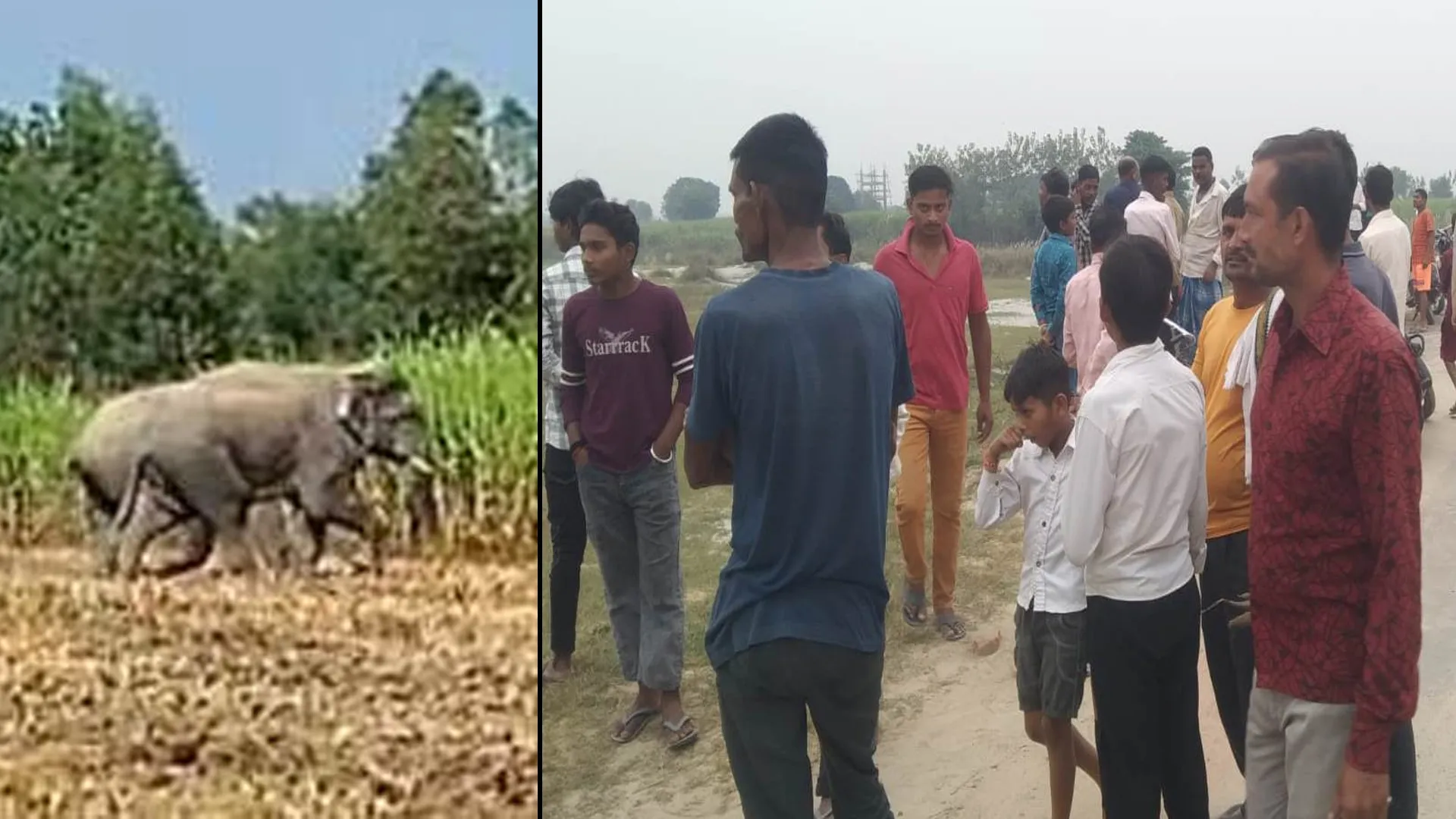 पीलीभीत: जंगली हाथियों के हमले में ग्रामीण घायल, वन विभाग की लेटलतीफी पर आक्रोश