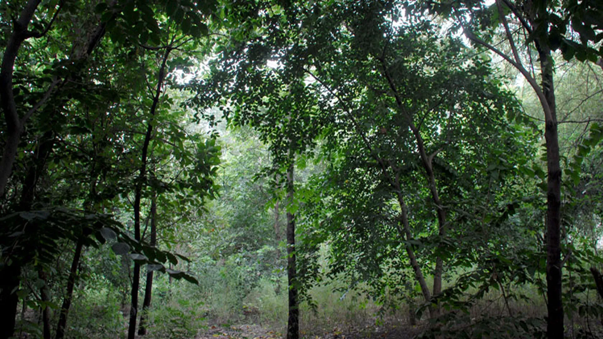 पर्यावरण संरक्षण: बायो डायवर्सिटी पार्क में दिखेंगे प्रकृति के रंग, मुस्कुराएंगे फूल-पत्ते