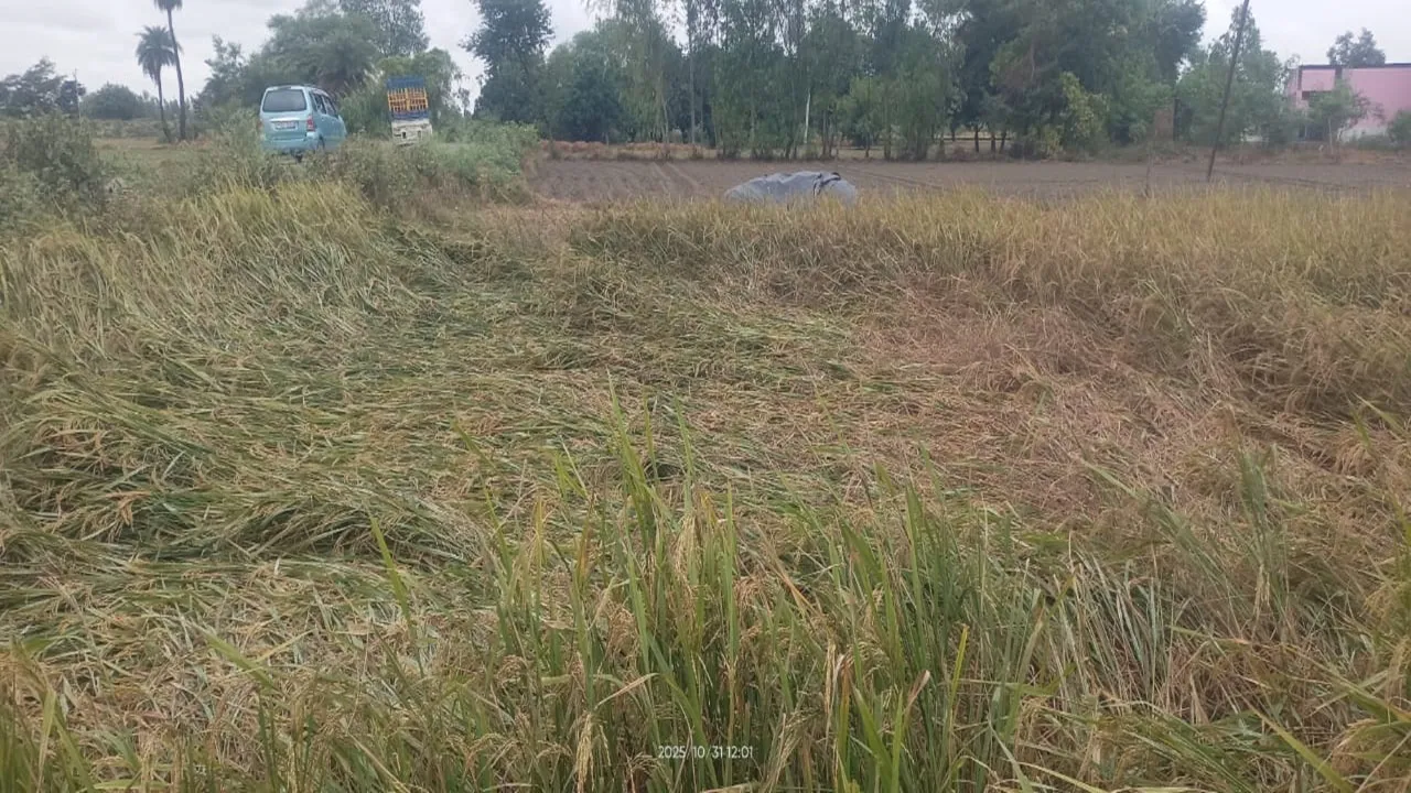 बाराबंकी : तेज हवा संग बेमौसम बारिश से किसानों की मेहनत पर फिरा पानी