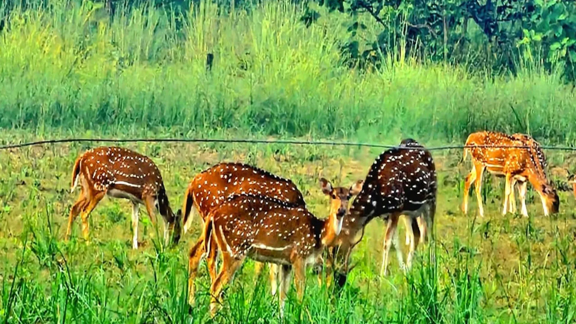 UP: किशनपुर सेंचुरी में निशुल्क रहेगी पहली जंगल सफारी, 1 नवंबर से शुरू होगा पर्यटन सत्र