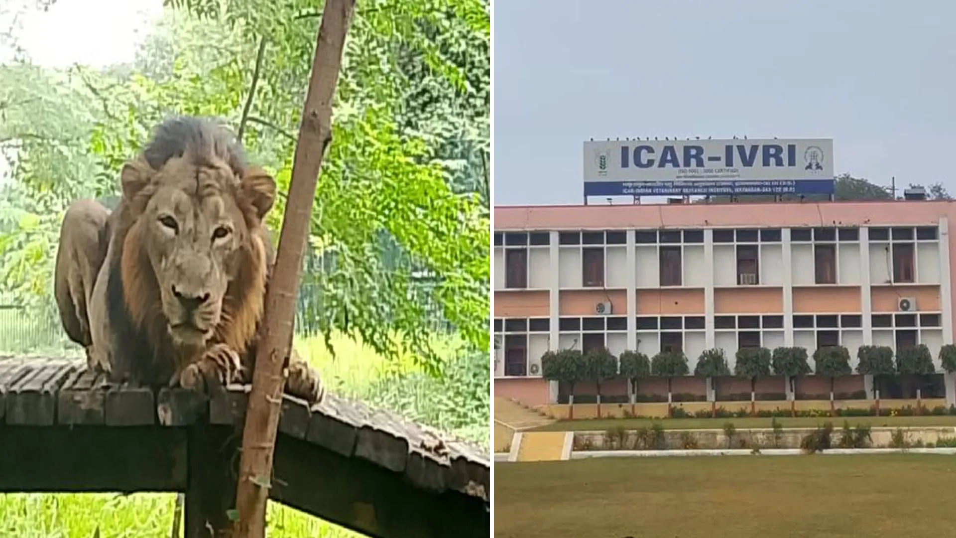 Bareilly : गोरखपुर में मरे शेर की मौत का रहस्य खोलेगा आईवीआरआई