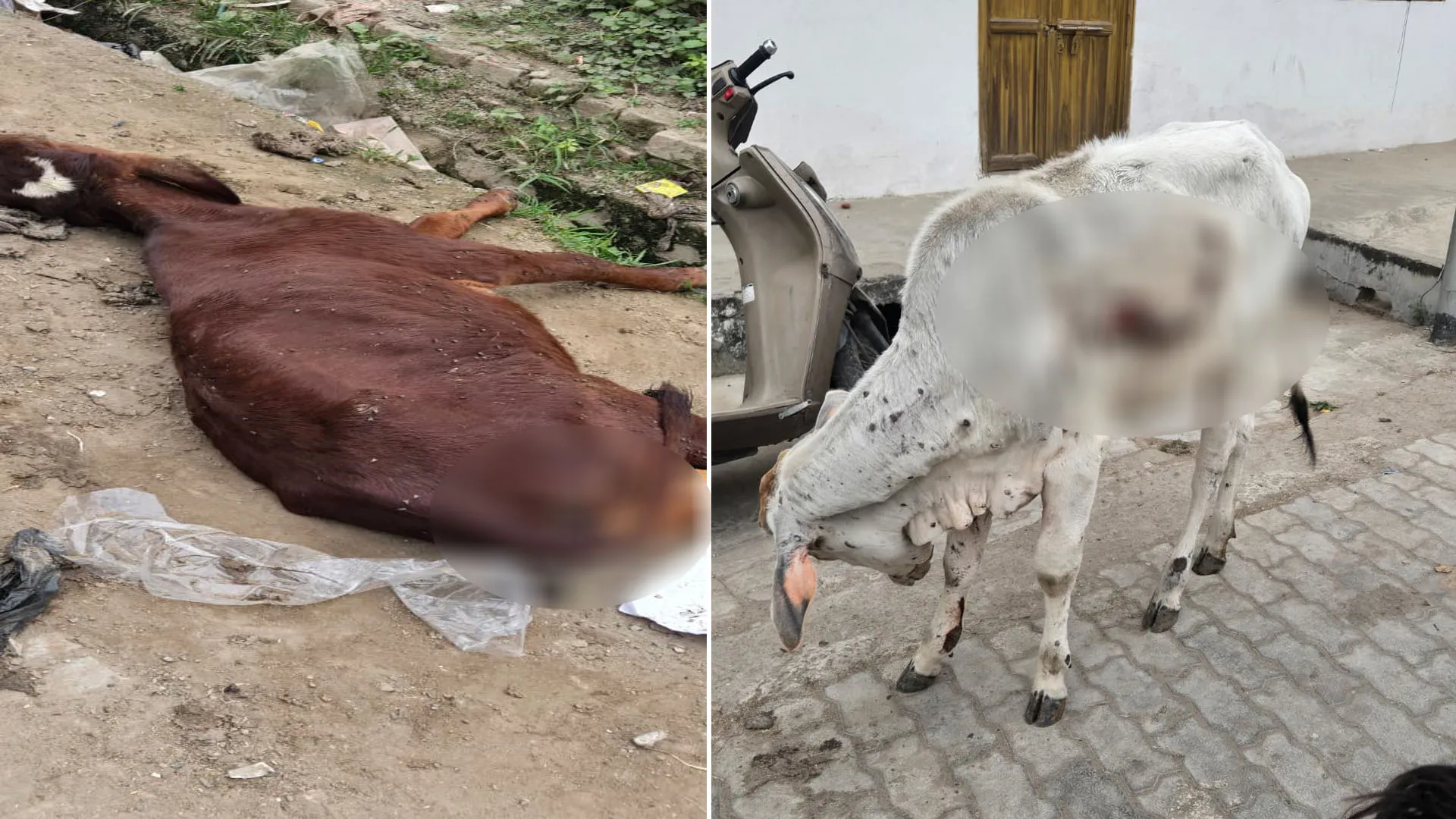 Pilibhit :छुट्टा गोवंश अचानक हुए बीमार...लंपी वायरस का मचा शोर तो सीवीओ का इनकार 