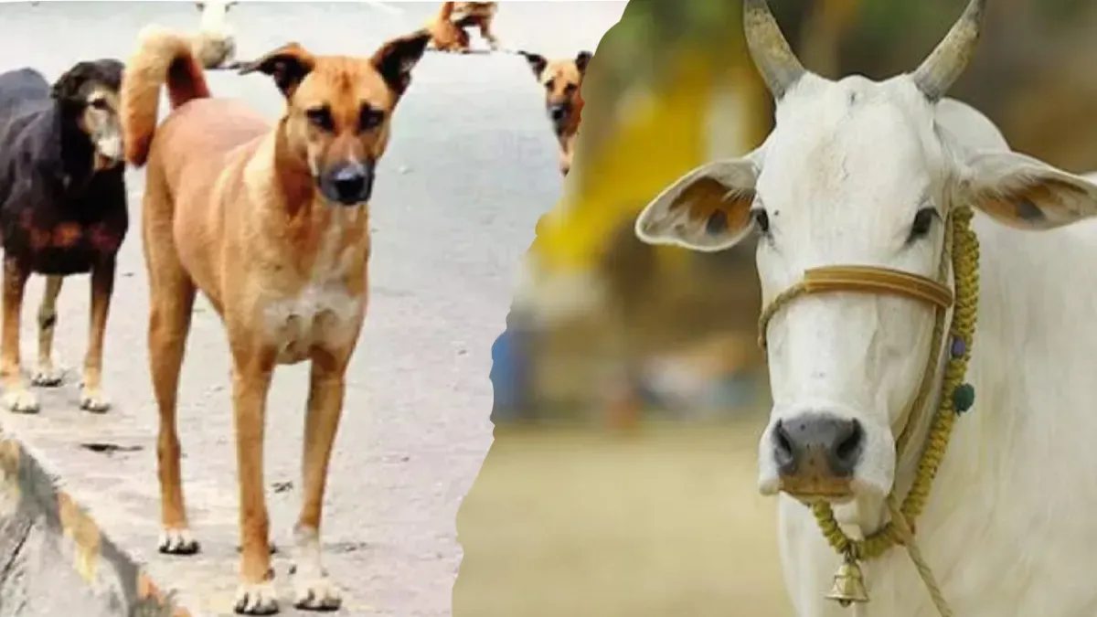 गोरखधंधा- किस्त- 3 : 'जादू का पानी' से होता पशुओं का इलाज