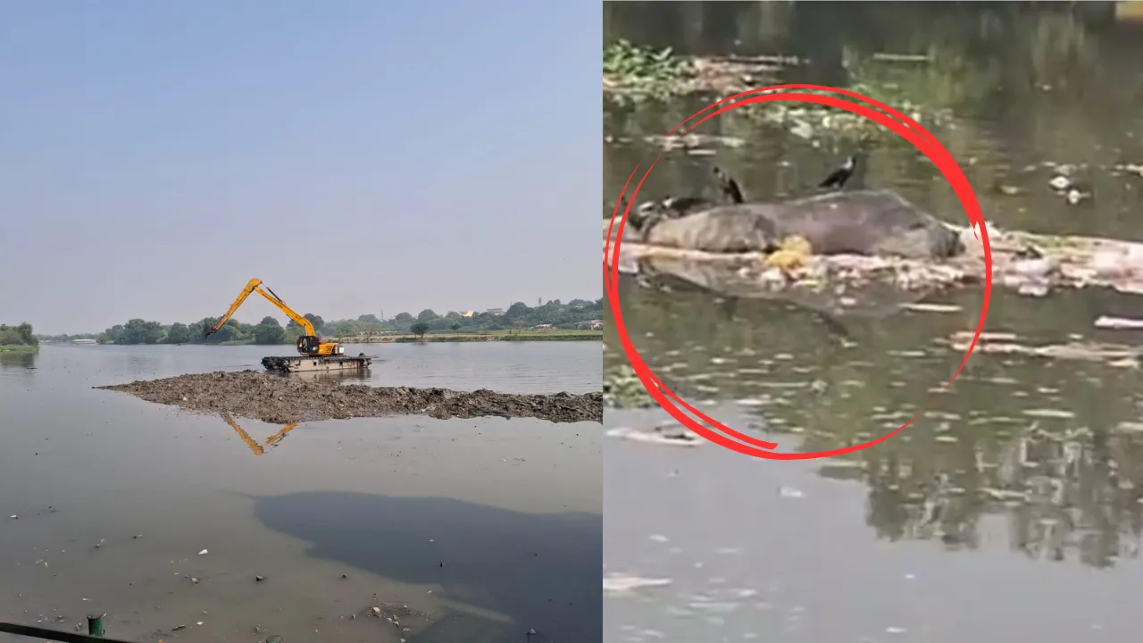 छठ पूजा से पहले ऐसी लापरवाही... गोमती से निकालकर गोमती में ही सिल्ट डाल रही है जेसीबी, नदी में उतरा रही है मरी हुई भैंस