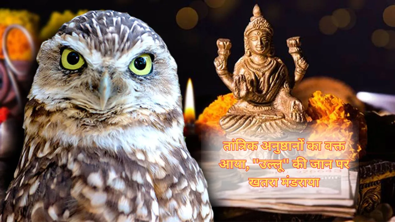 तांत्रिक अनुष्ठानों का वक्त आया, ''उल्लू'' की जान पर खतरा मंडराया... दीपावली आते ही खतरे में पड़ जाती है प्रतिबंधित पक्षी की जान