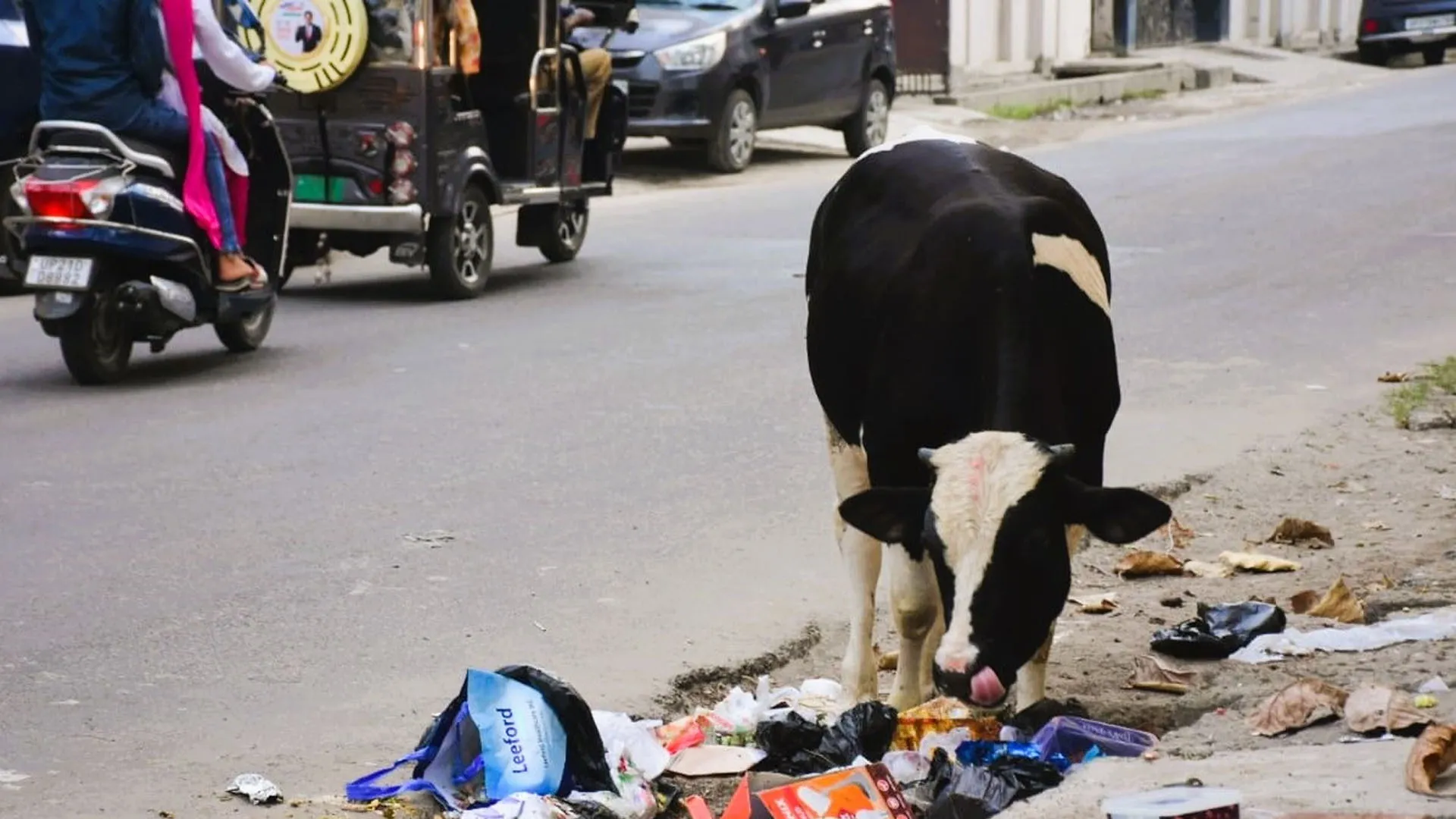 Moradabad: सड़कों पर आवारा पशुओं का कब्जा बरकरार, निगम के अफसर खतरे से बने अंजान