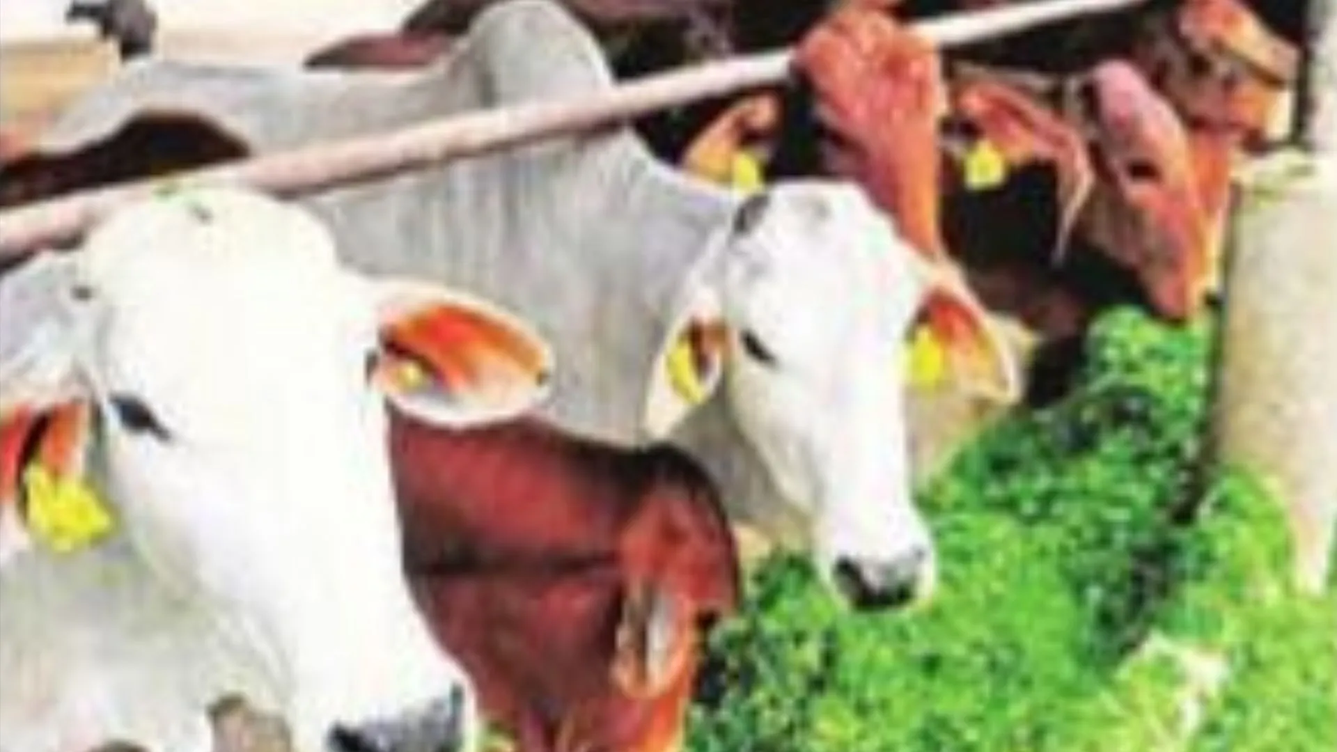 Cow Tourism:  प्रदेश में काऊ टूरिज्म की संभावनाओं पर फोकस, सभी 75 जिलों में आदर्श गोशाला होगी स्थापित 