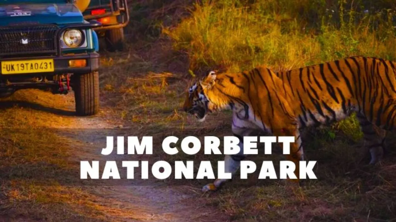 पर्यटकों की पहली पसंद कॉर्बेट नेशनल पार्क...  खतरनाक स्तर पर महानगरों का AQI, प्रकृति में पहुंच रहे भारी संख्या में लोग 