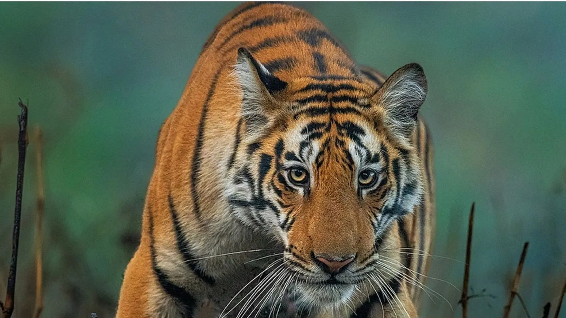 चलती मोटरसाइकिल पर बाघ का हमला: बुजुर्ग महिला, पोती और बैंक कर्मचारी गंभीर रूप से घायल, CHC में चल रहा इलाज 