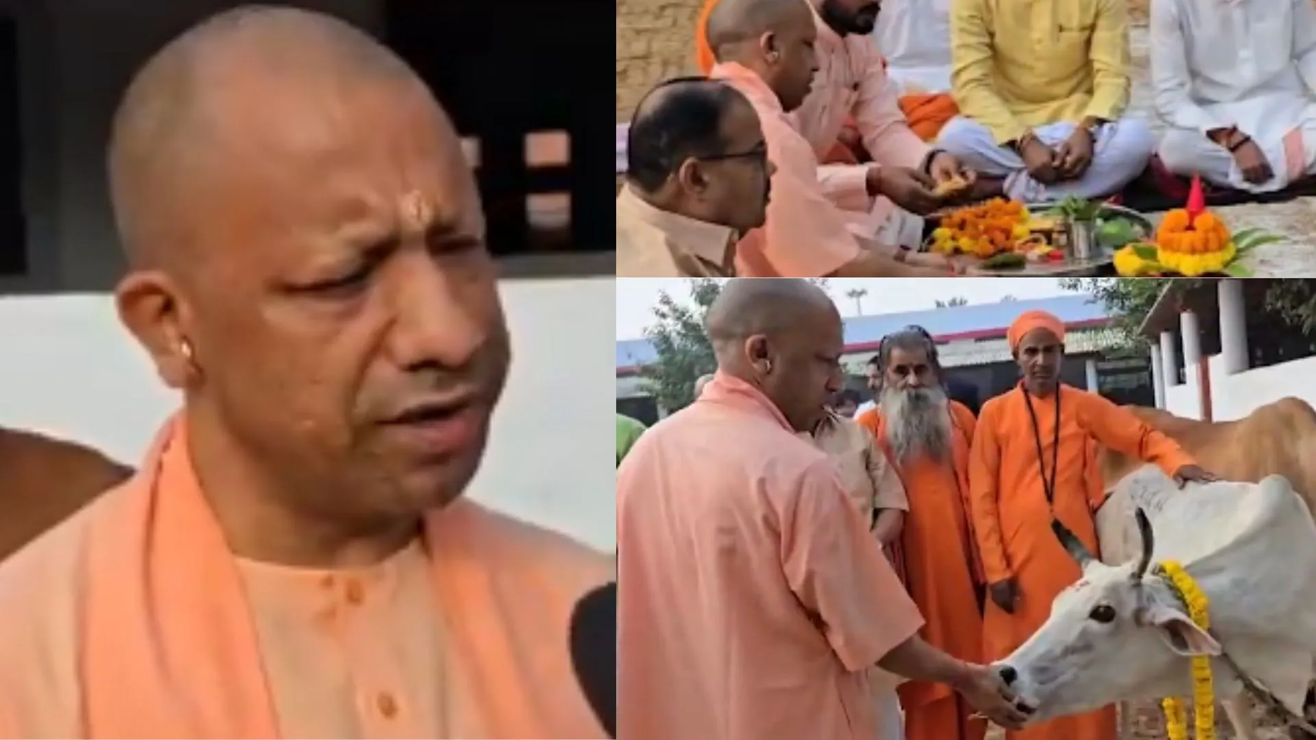 Govardhan Puja:  CM योगी ने की गोवर्धन पूजा...प्रदेशवासियों को दी शुभकामनाएं, गोरखनाथ मंदिर की गोशाला में गायों को खिलाया गुड़ चना