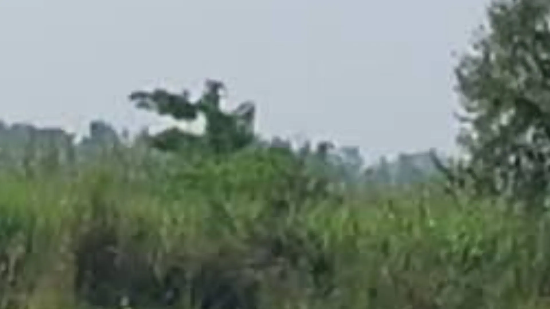 बहराइच में महिला पर बाघ का हमला:  सिर व गर्दन मे घाव, चीख पुकार से ग्रामीणों ने दौड़ाया 