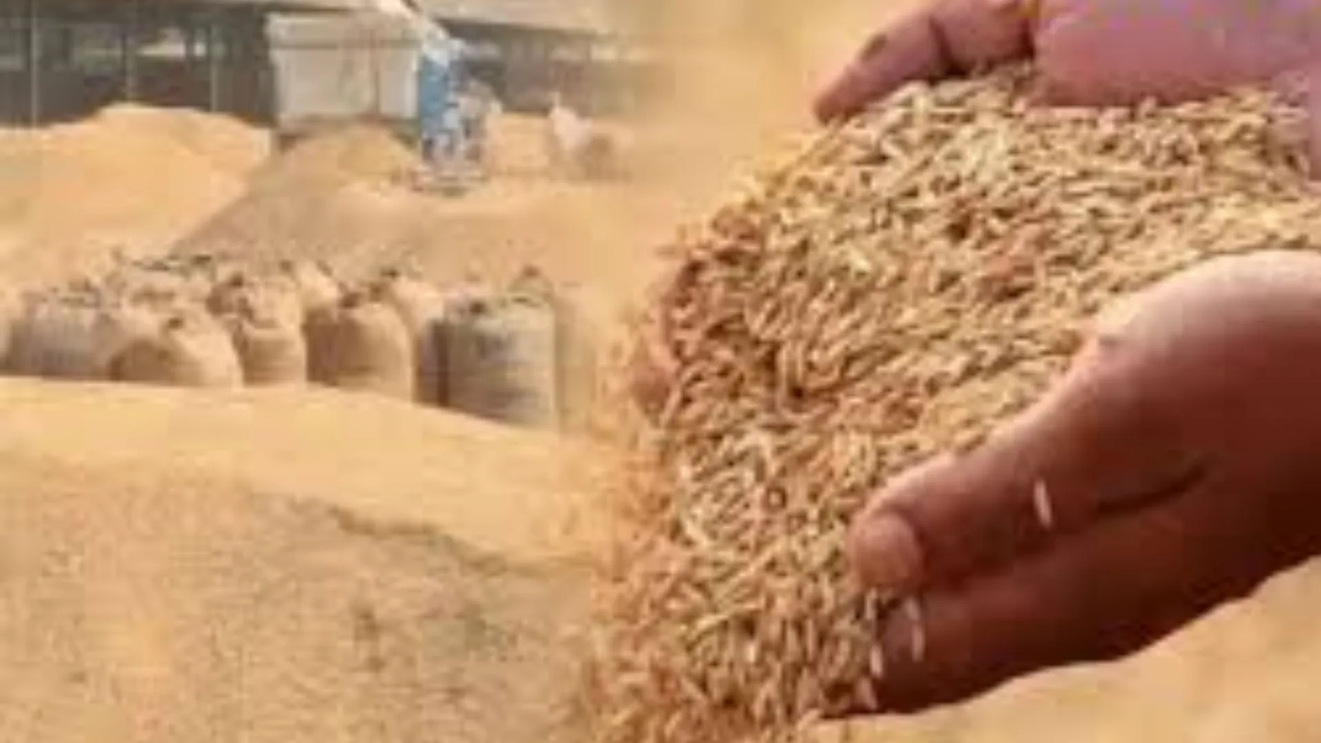 MSP पर खरीदारी के लिए 1.37 लाख किसानों ने कराया पंजीकरण, धान की बिक्री के लिए तैयार है सरकार  