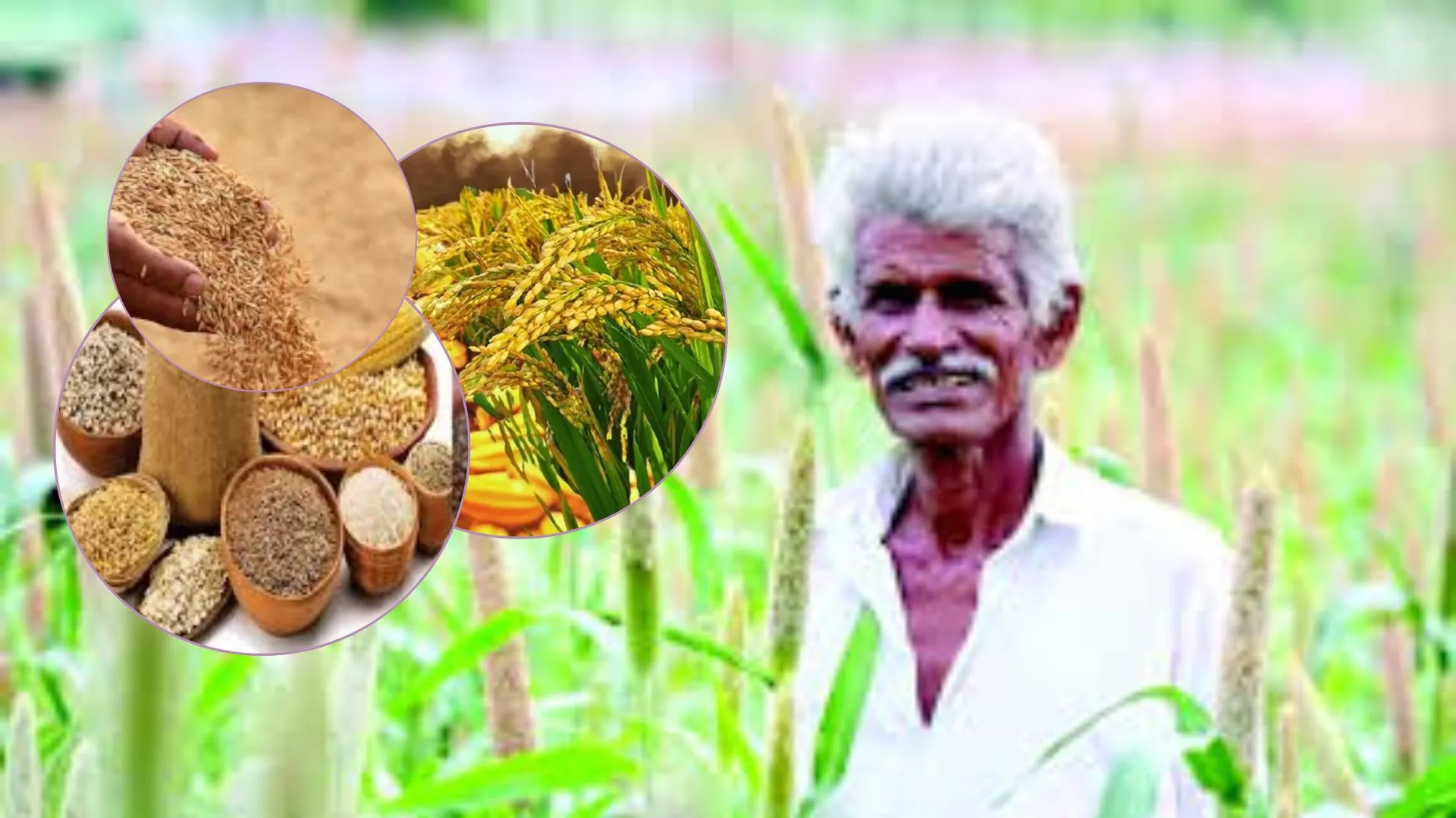 आज से धान और श्रीअन्न की खरीद... 48 घंटे में होगा भुगतान, पश्चिमी यूपी में तैयारी पूरी