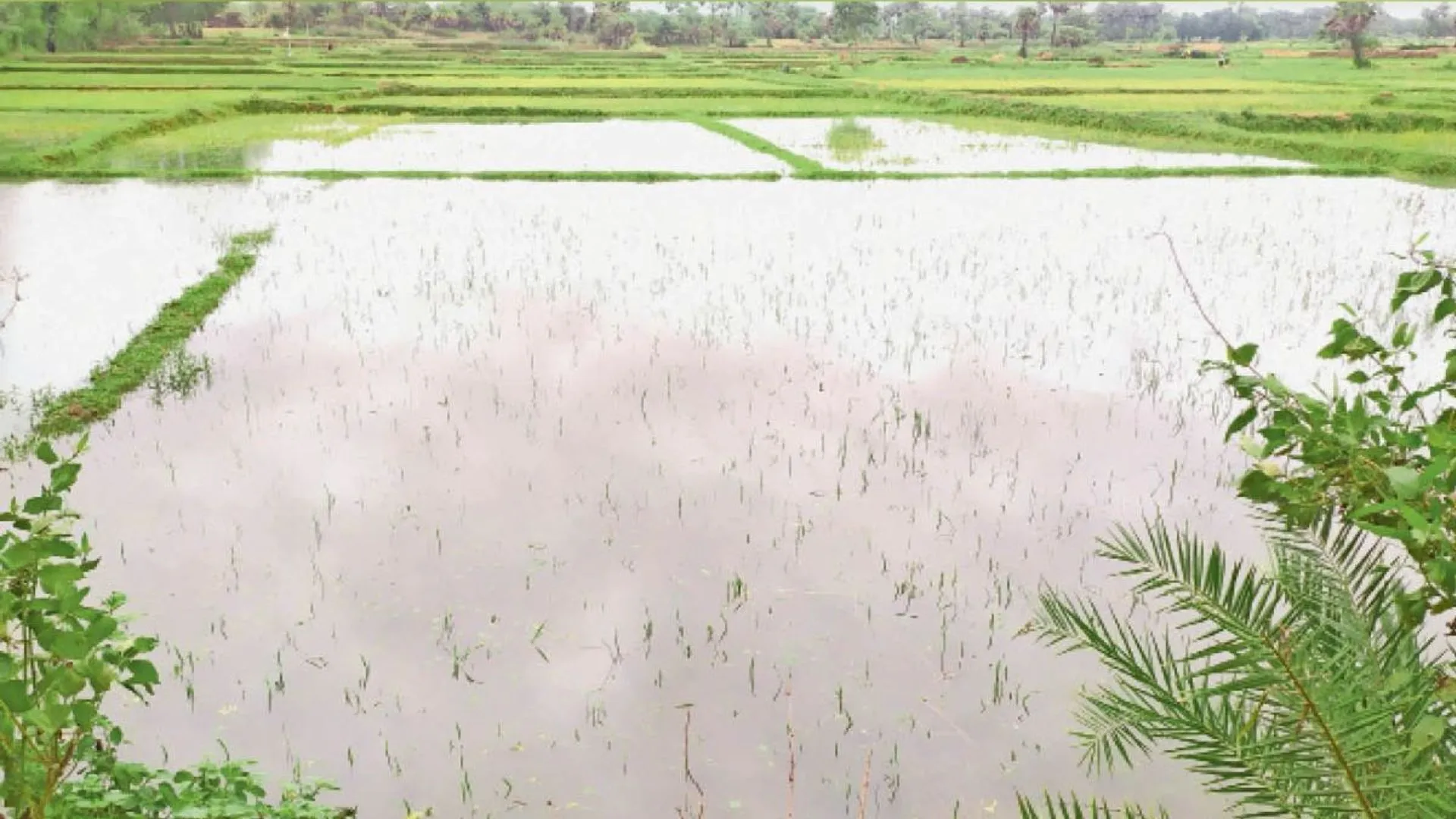 चंदौली में धान के खेत में डूबने से सगे भाई-बहन की मौत, घर जाते वक्त मेड़ से पैर फिसलने से हुआ हादसा 