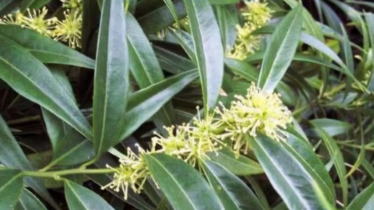 उत्तराखंड के पिरुली से होगा कोलन कैंसर का उपचार, हिमालयी क्षेत्रों में पाया जाता है झाड़ीनुमा पौधा