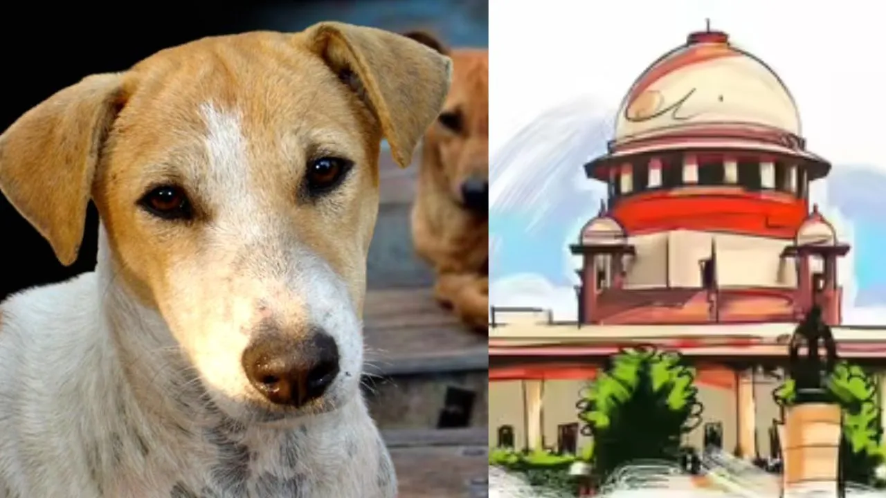 आवारा कुत्तों के मामले में सुप्रीम कोर्ट ने लगाई फटकार सभी राज्यों, केंद्र शासित प्रदेशों के मुख्य सचिवों को पेश होने का निर्देश  