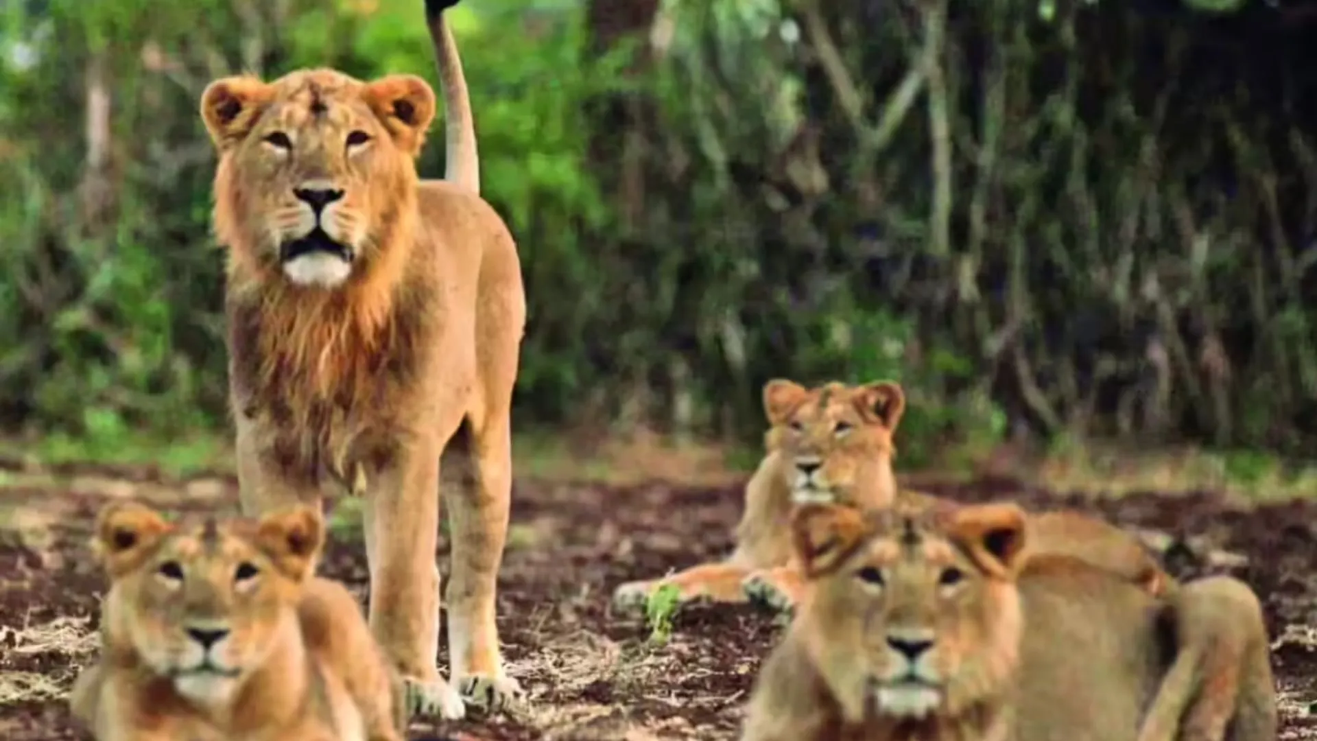 ग्लोबल वाइल्डलाइफ फेयर की शुरुआत, यूपी के स्थलों ने किया आकर्षित