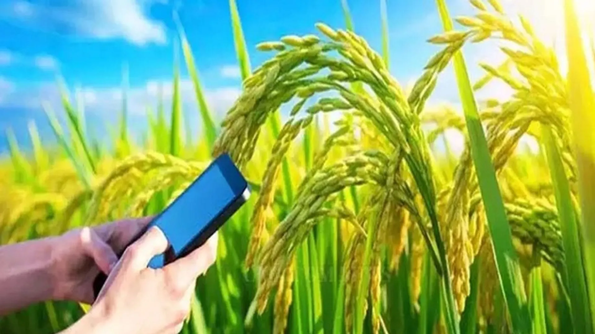 Digital Crop Survey:  क्रॉप सर्वे में राजधानी की लंबी छलांग, 66वें स्थान से तीसरे स्थान पर पहुंचा लखनऊ..